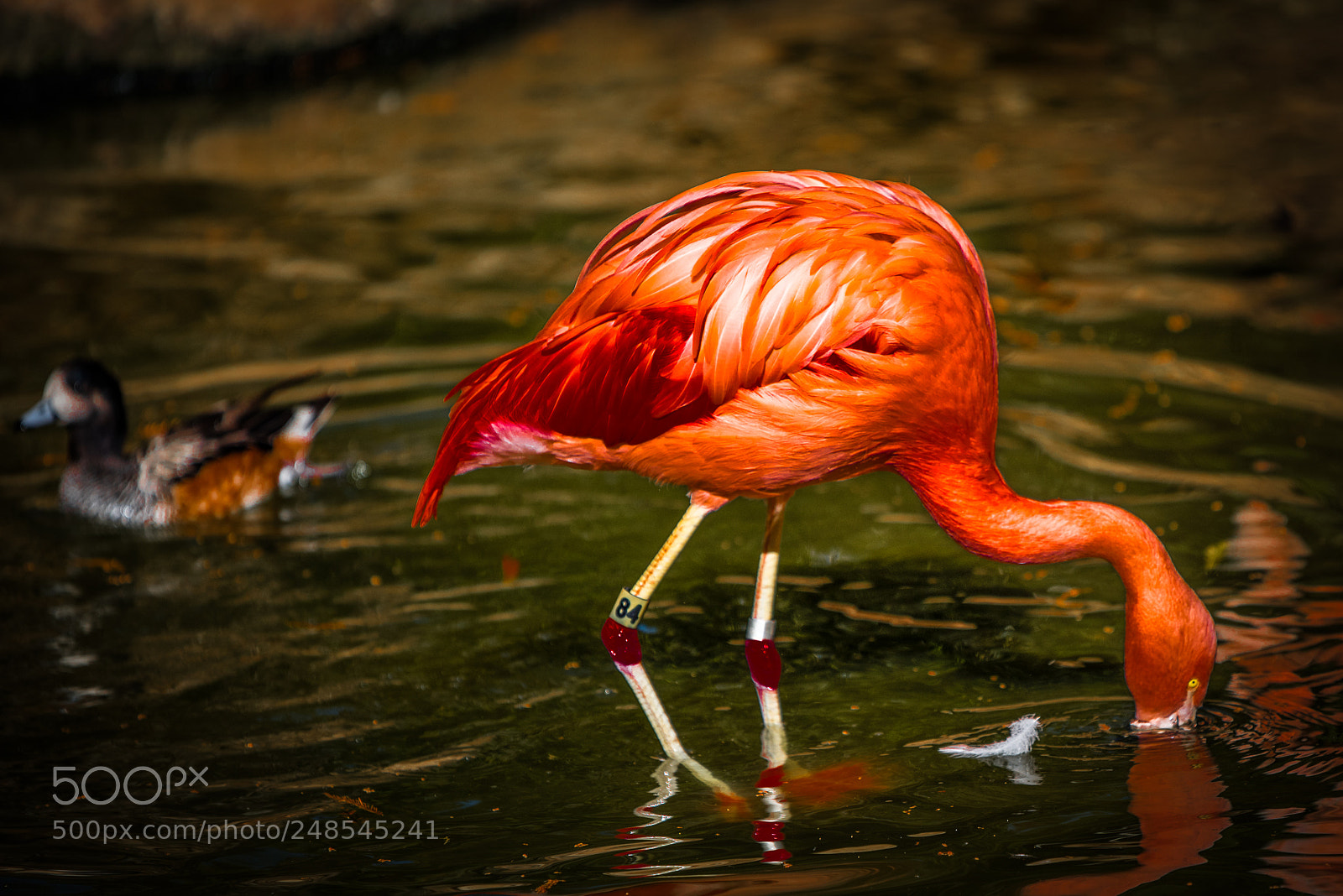 Nikon D810 sample photo. Flamingo photography