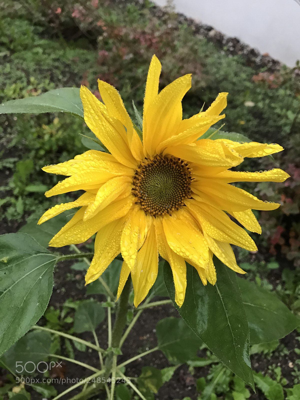 Apple iPhone 7 sample photo. Untitled photography
