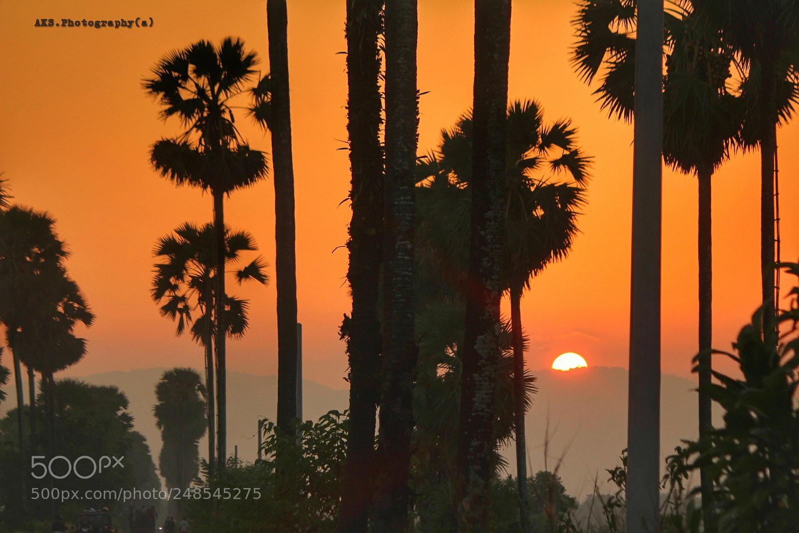 Canon EOS 1300D (EOS Rebel T6 / EOS Kiss X80) sample photo. Sunset behind the plam photography