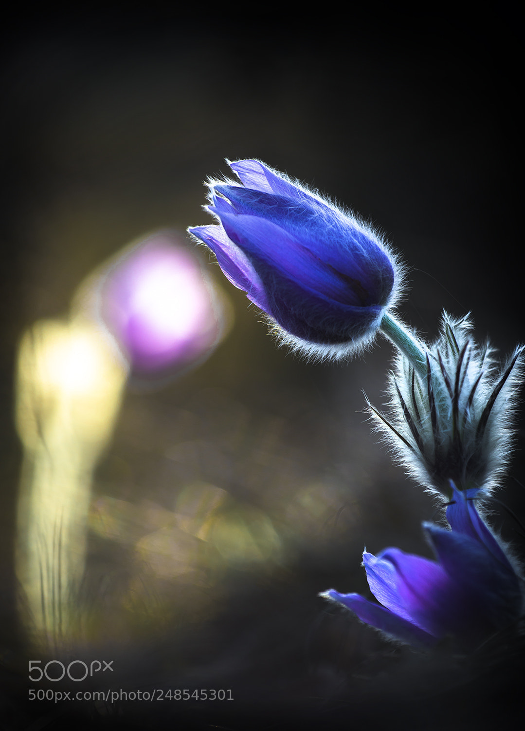 Nikon D610 sample photo. Dawn colors photography