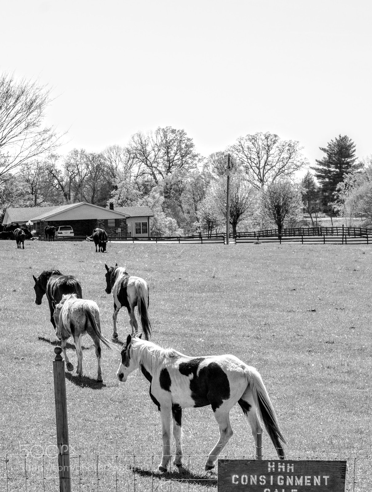 Nikon D7100 sample photo. Feeding time photography