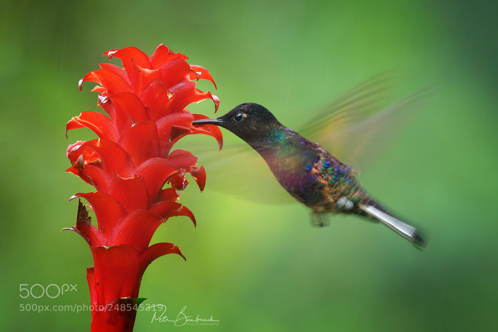 Olympus OM-D E-M1 Mark II sample photo. Velvet-purple coronet | ecuador photography