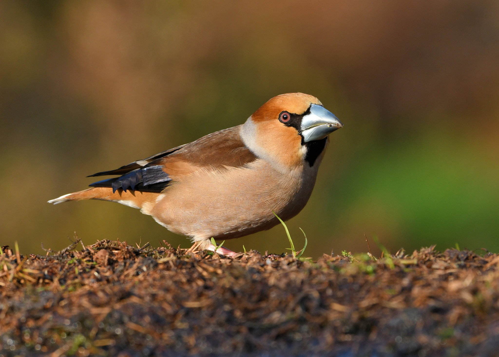 Nikon D500 + Nikon AF-S Nikkor 500mm F4G ED VR sample photo. Appelvink photography