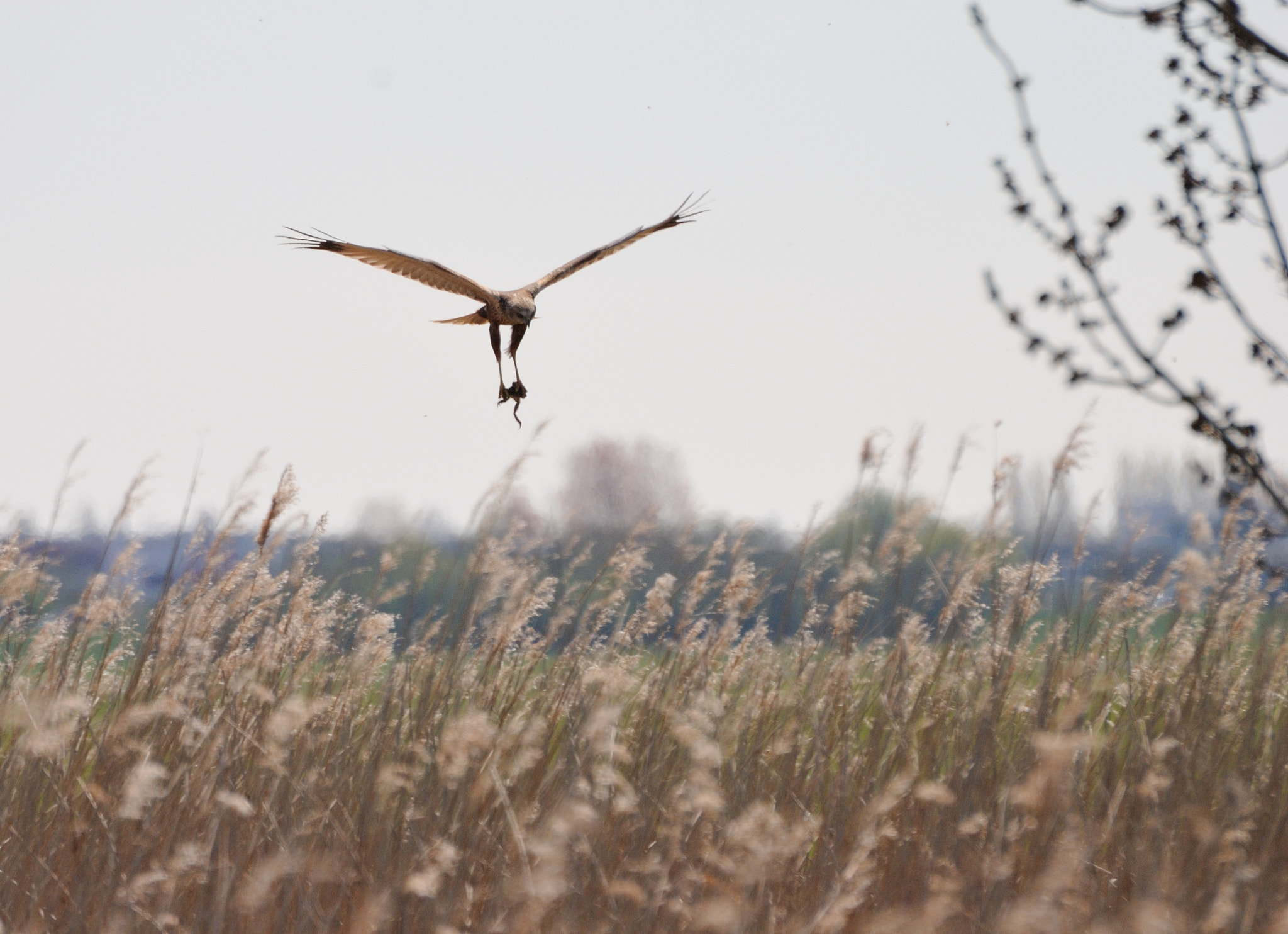 Nikon D3000 sample photo. Bruine kiekendief photography