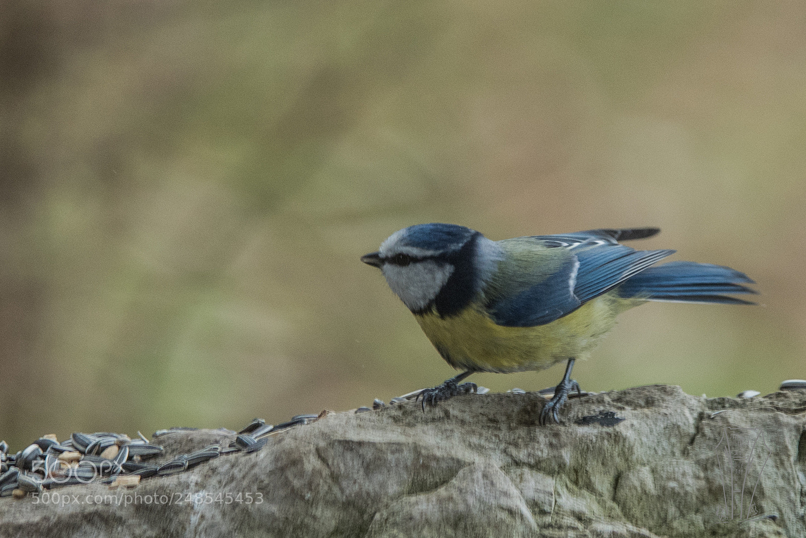 Nikon D810 sample photo. Blue tit photography