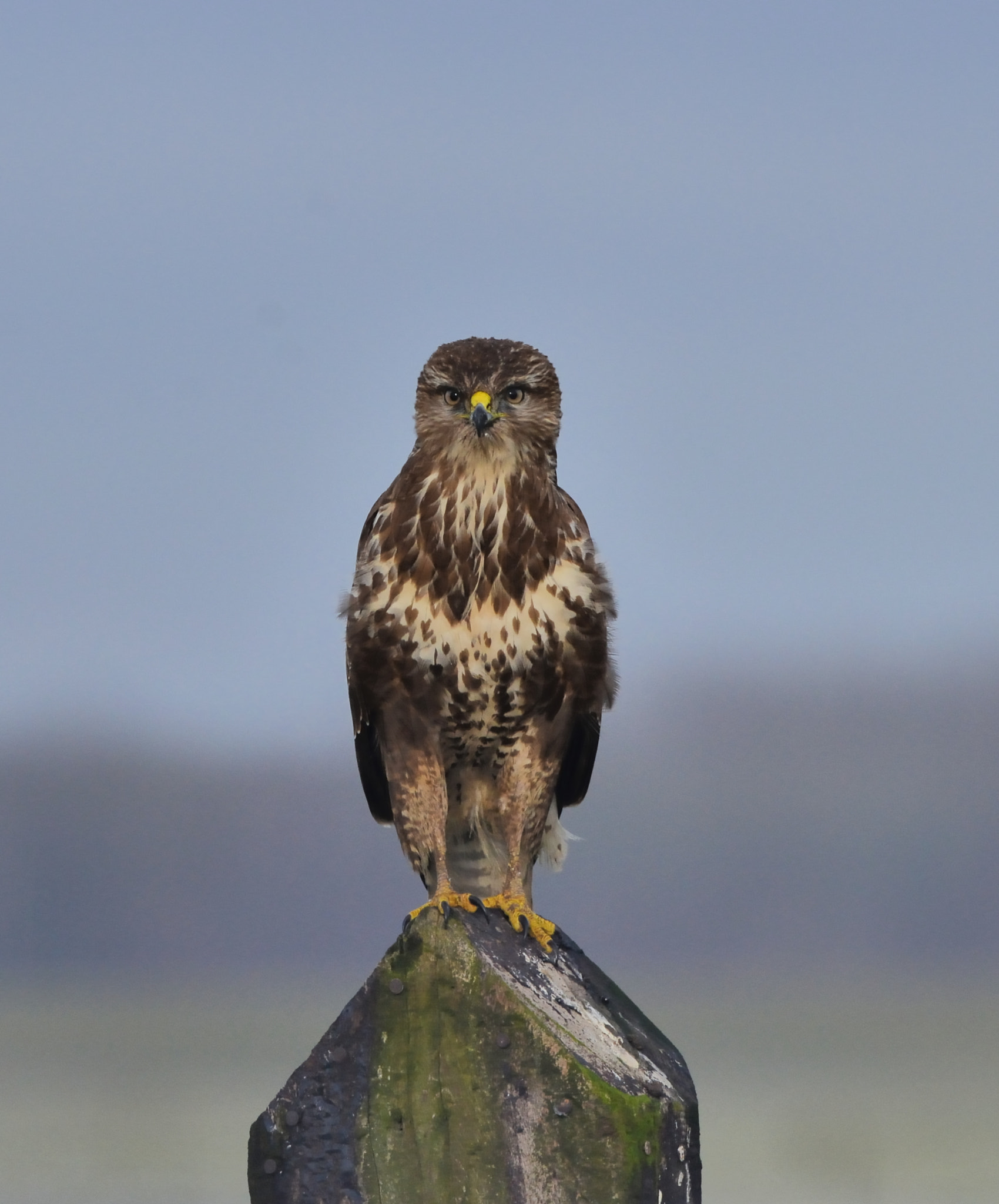 Nikon D600 + Nikon AF-S Nikkor 500mm F4G ED VR sample photo. Buizerd photography