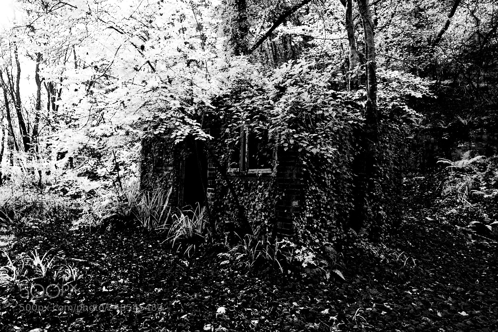 Canon EOS 40D sample photo. Nature reclaims photography