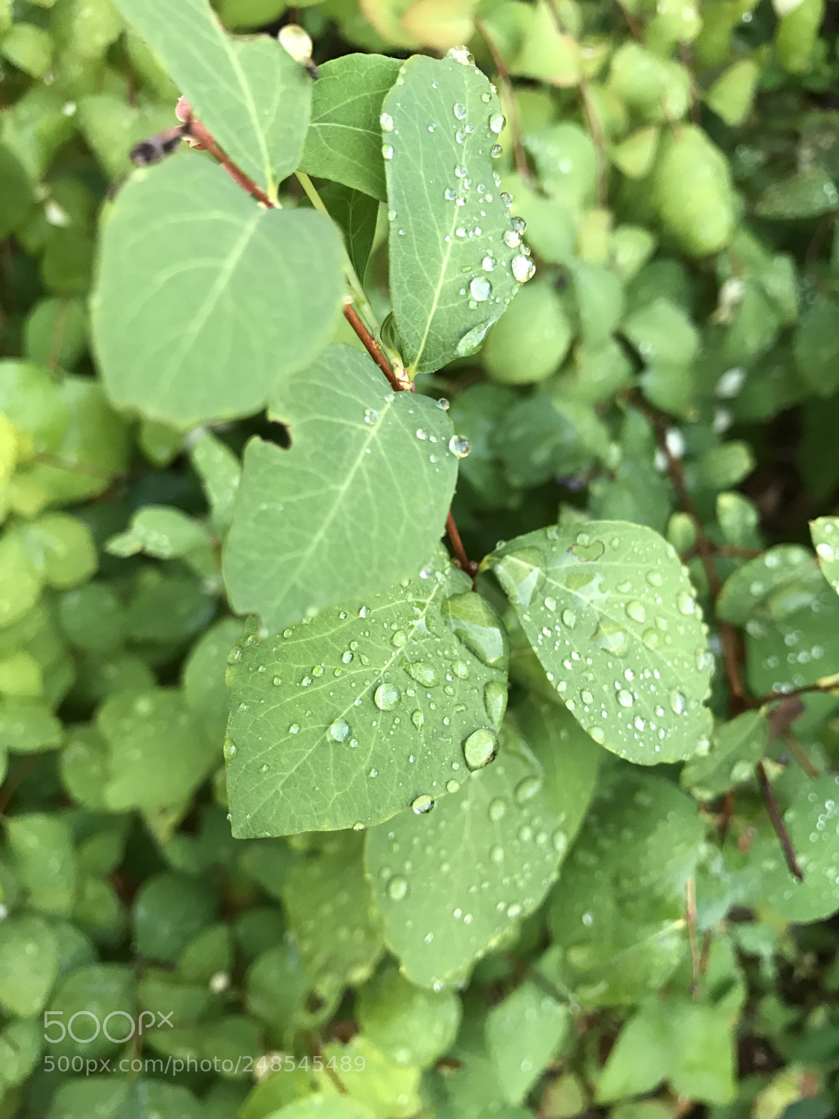 Apple iPhone 7 sample photo. Untitled photography