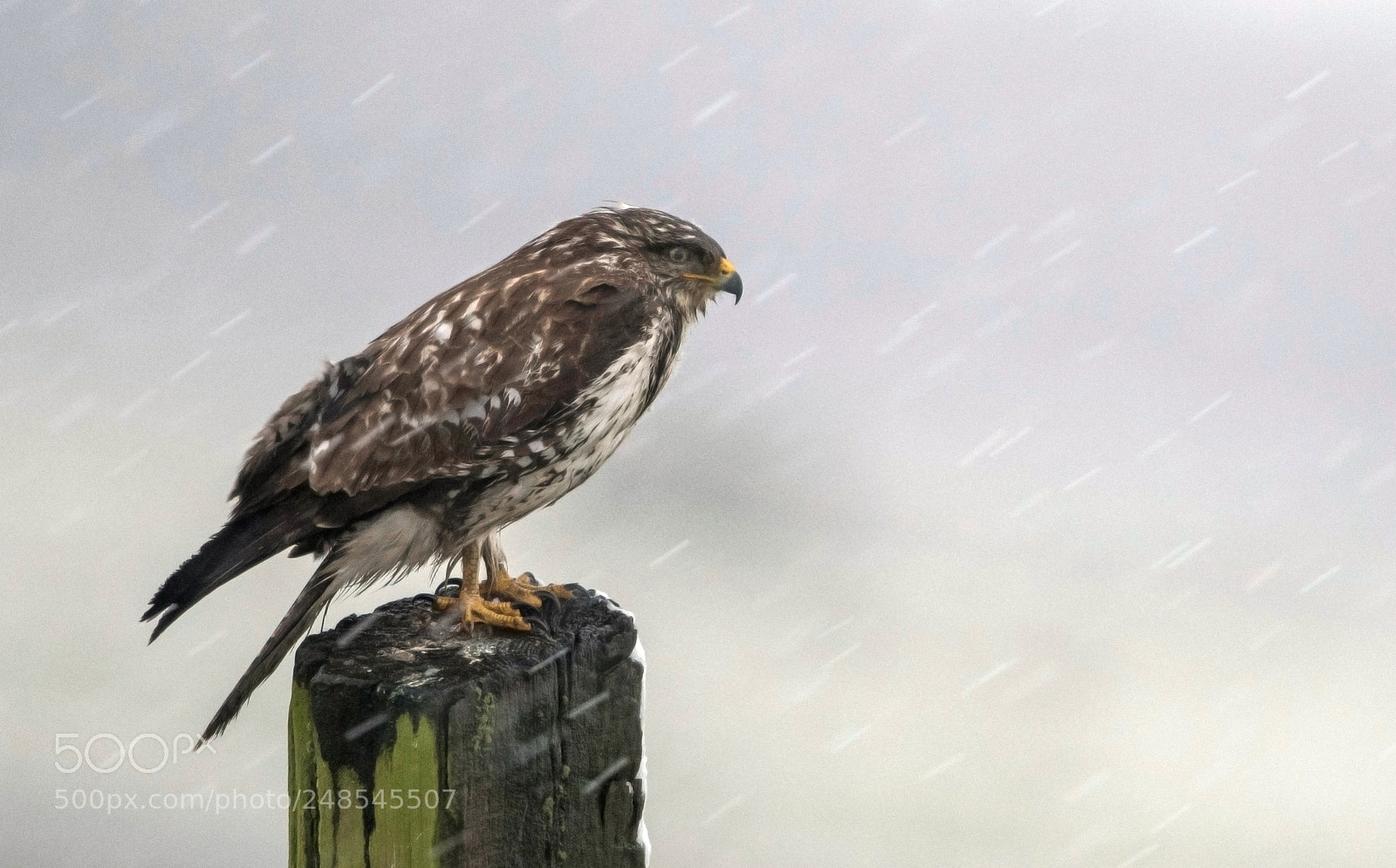 Nikon D500 sample photo. Buizerd photography