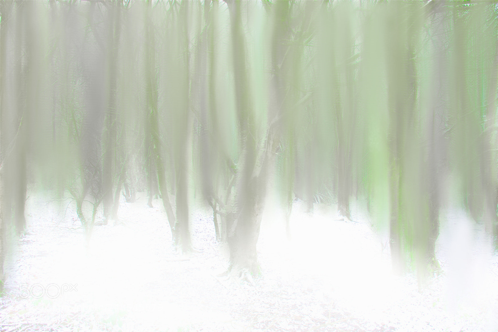 Nikon D7200 sample photo. Painted forest. photography