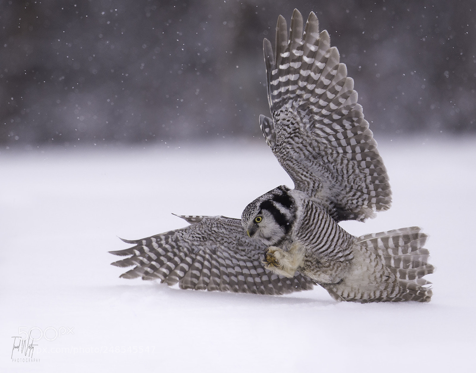 Nikon D4S sample photo. Hawk owl photography