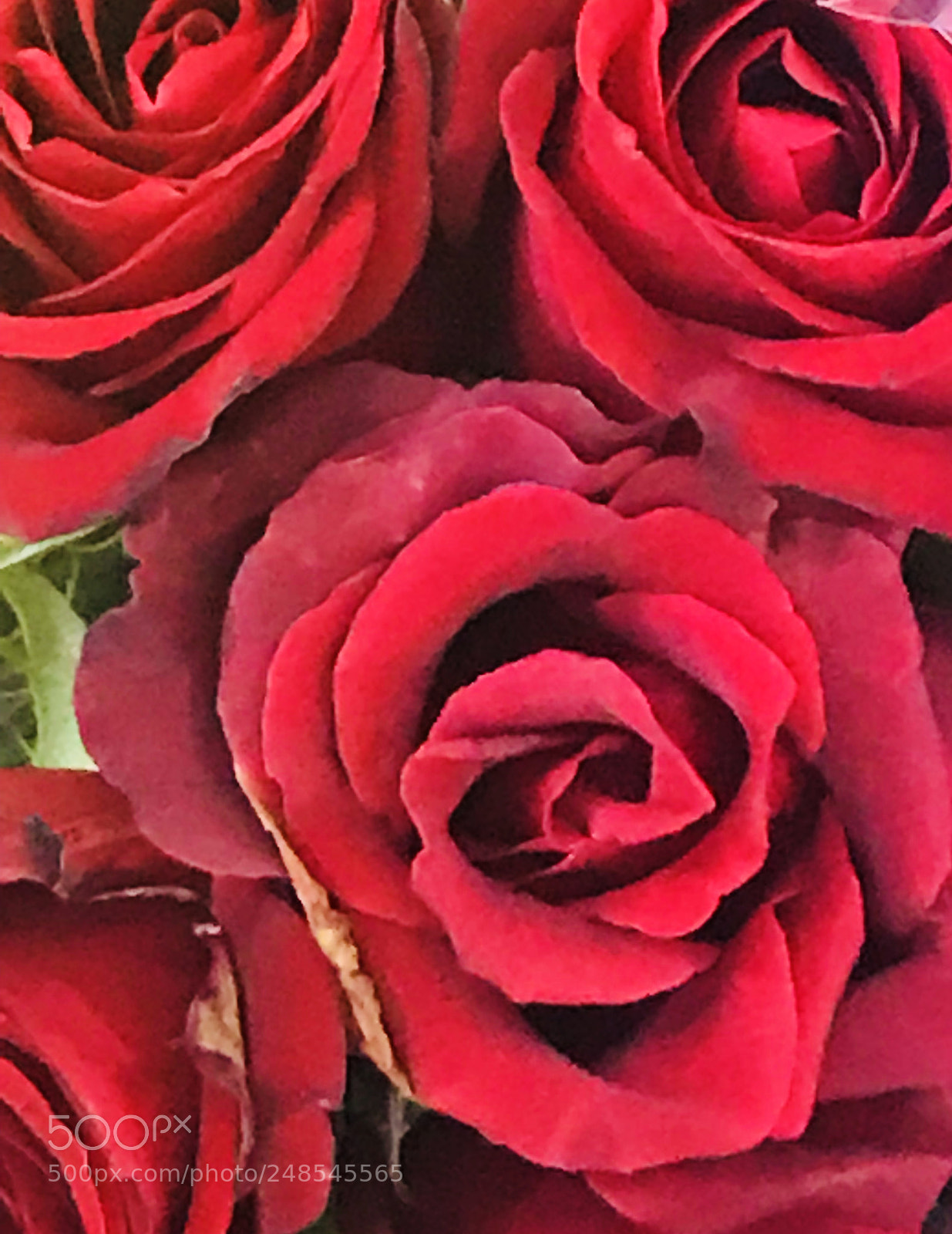 Apple iPhone 7 Plus sample photo. Red photography
