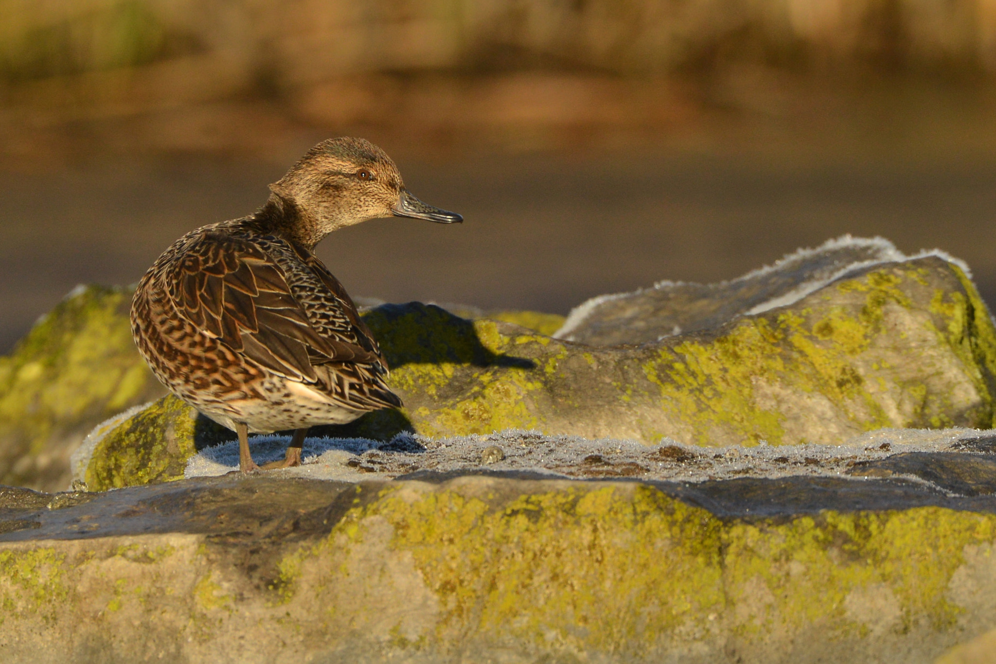 Nikon D600 + Nikon AF-S Nikkor 500mm F4G ED VR sample photo. Eend photography