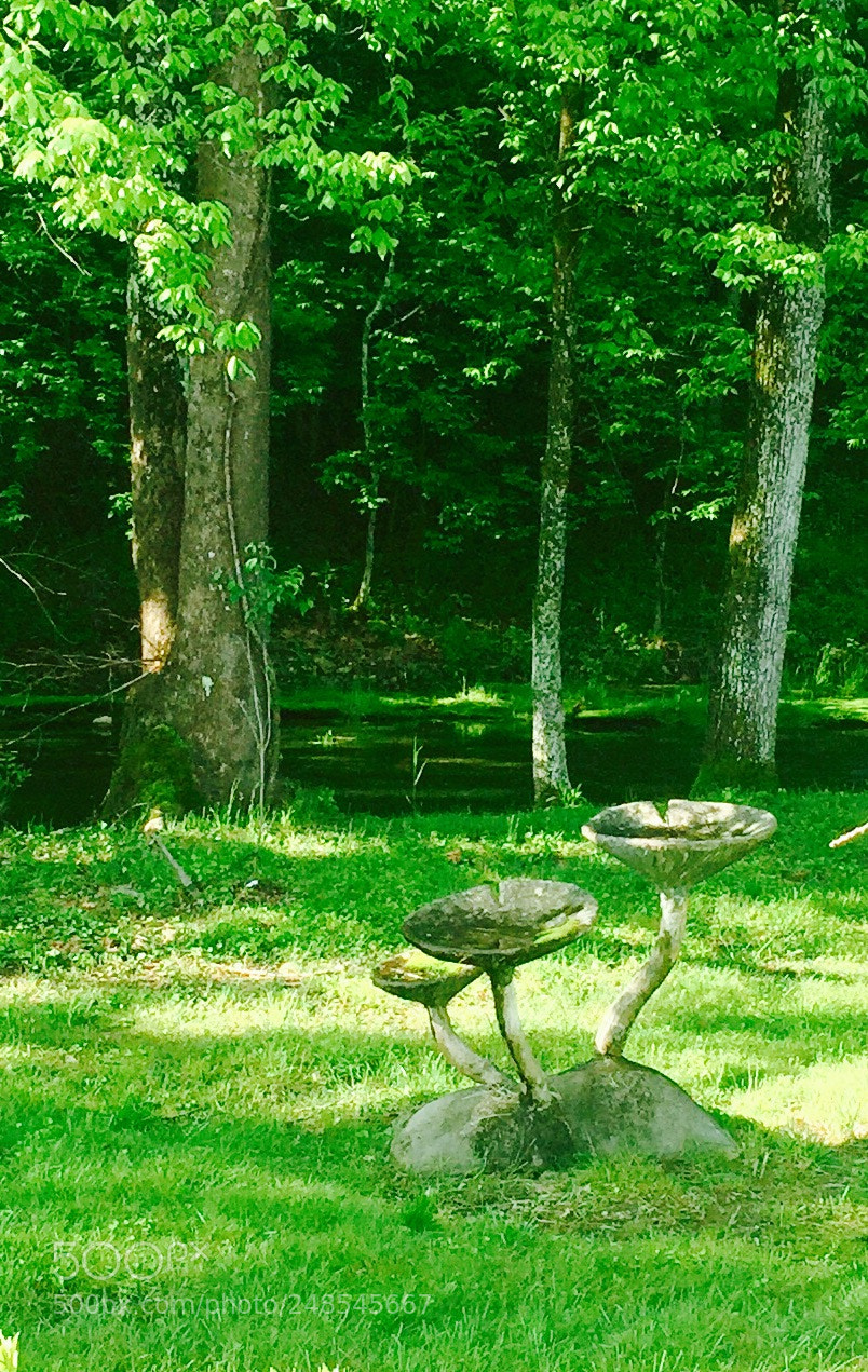 Apple iPhone 6 sample photo. Over size mushrooms photography