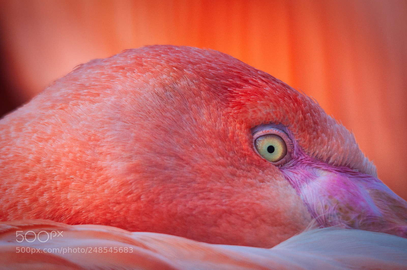 Nikon D90 sample photo. Pink photography