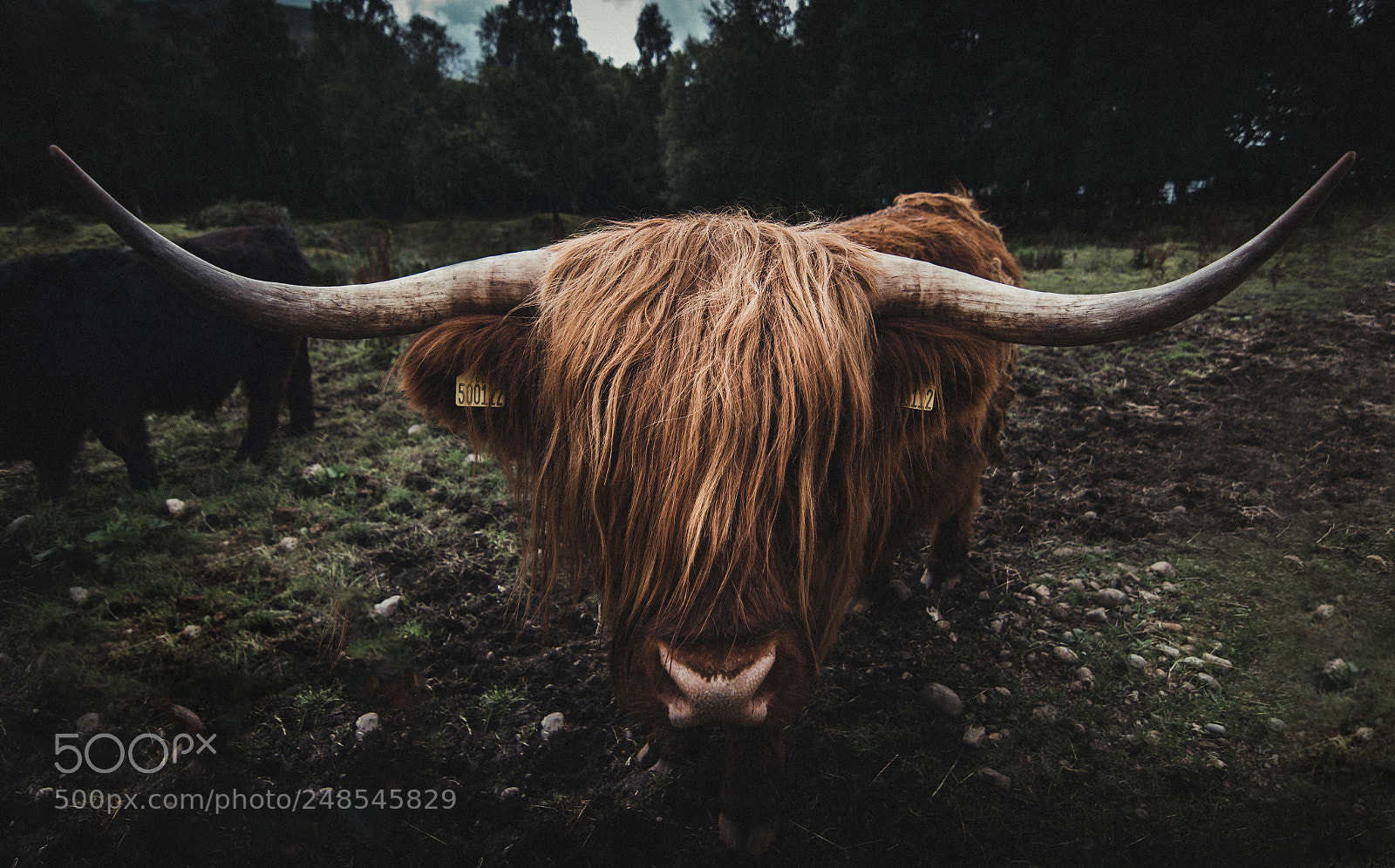 Canon EOS 600D (Rebel EOS T3i / EOS Kiss X5) sample photo. Highland cow photography