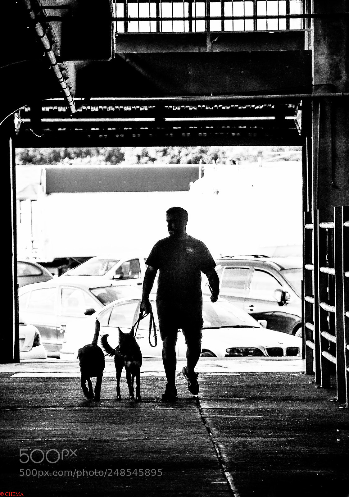 Nikon D500 sample photo. Tarde de perros photography