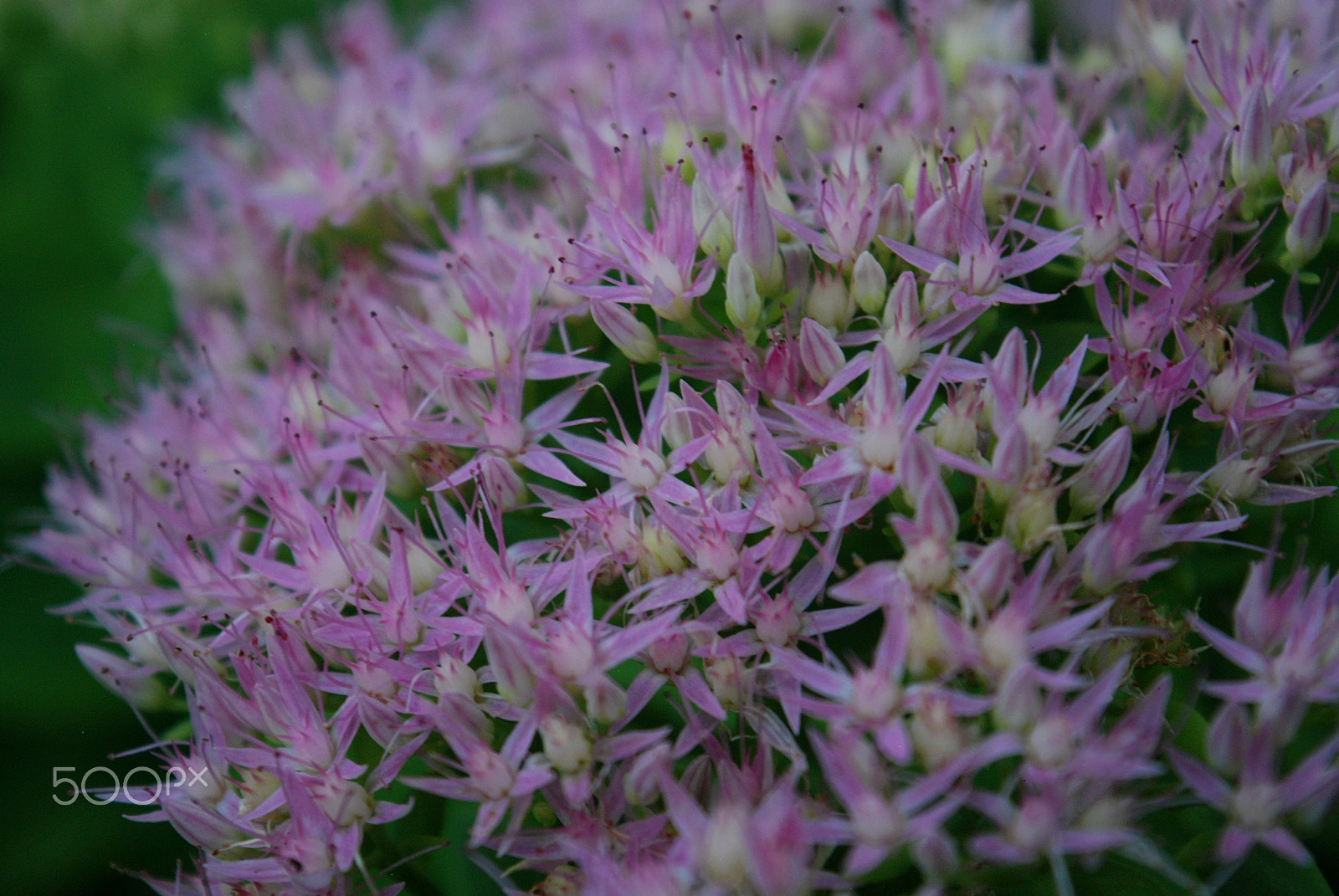 Nikon D80 sample photo. Pink little flower photography