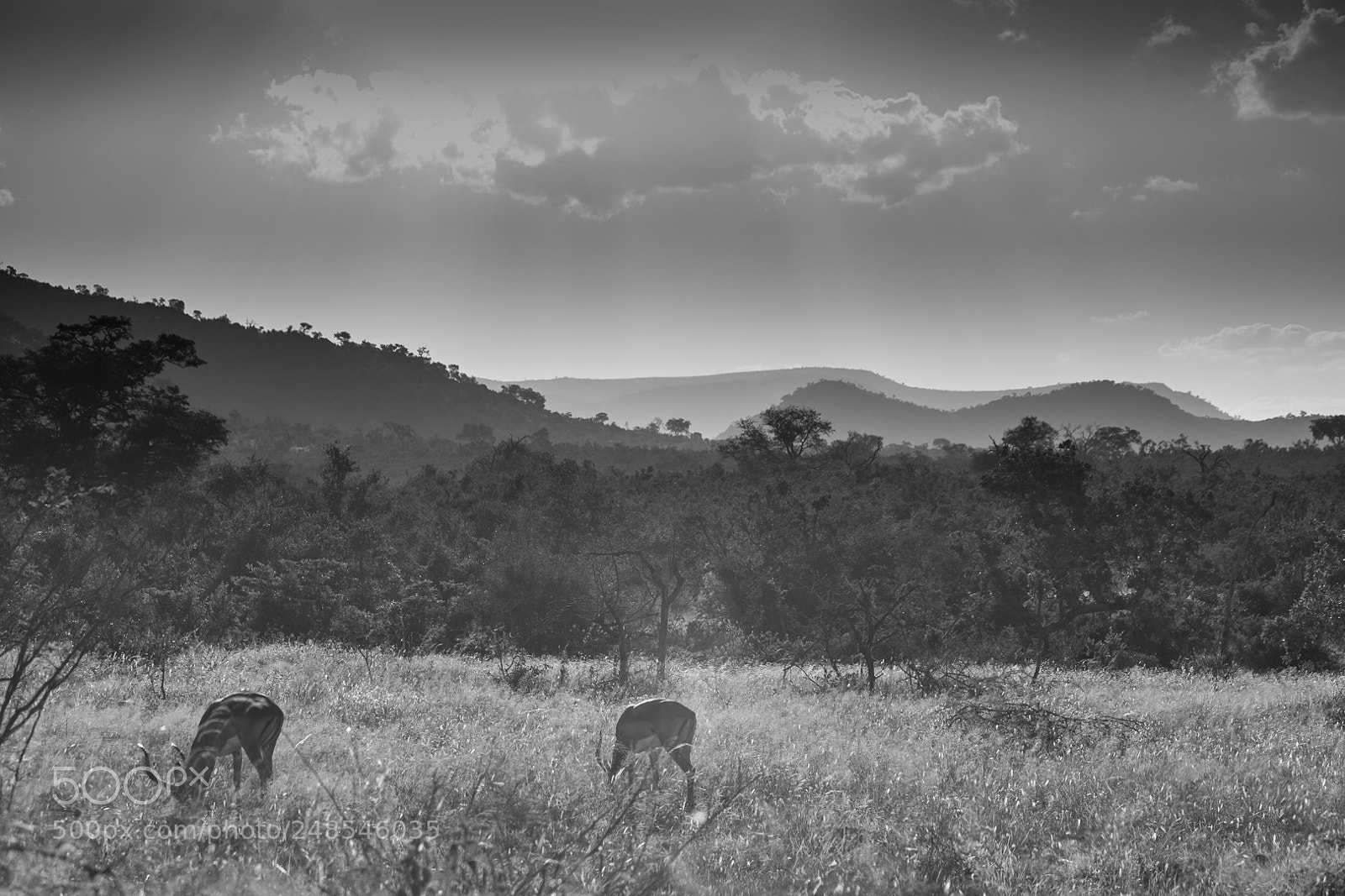 Canon EOS 5D Mark II sample photo. View over kruger park photography
