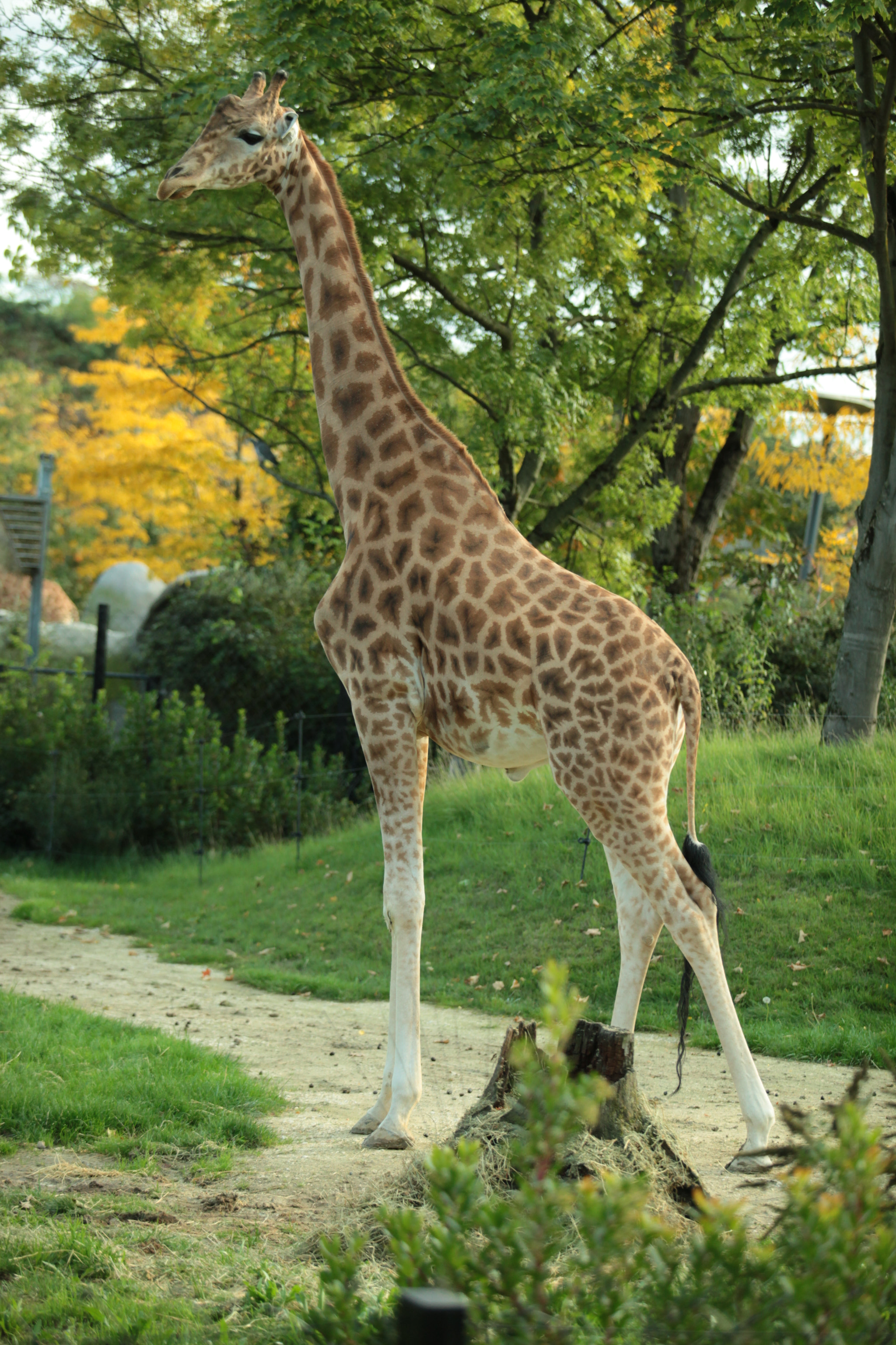 Canon EF 70-200mm F2.8L USM sample photo. A giraffe in zoological park photography