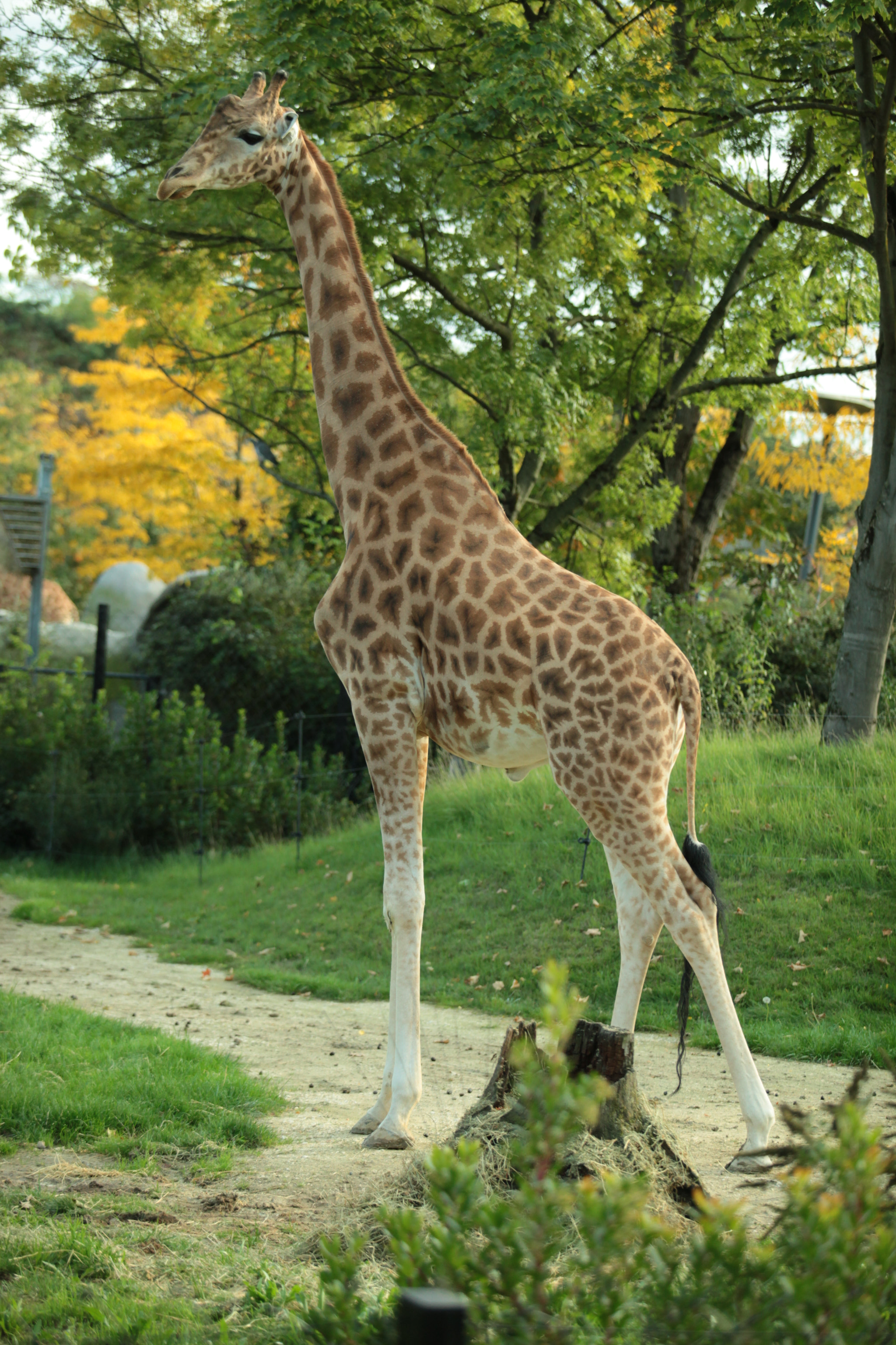 Canon EOS 5D Mark II + Canon EF 70-200mm F2.8L USM sample photo. A giraffe in zoological park photography