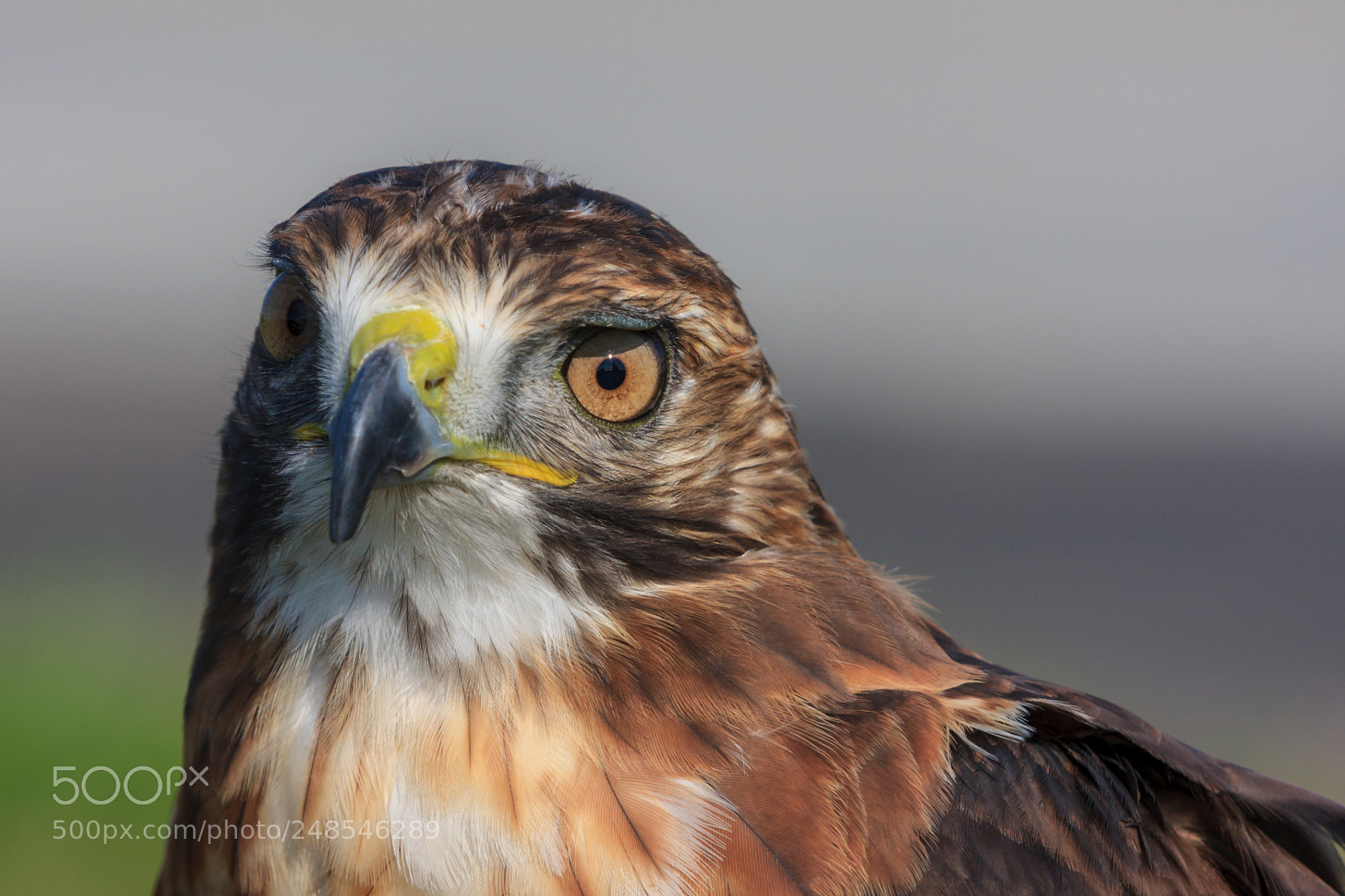 Canon EOS 40D sample photo. Closeup of red-tailed falcon photography