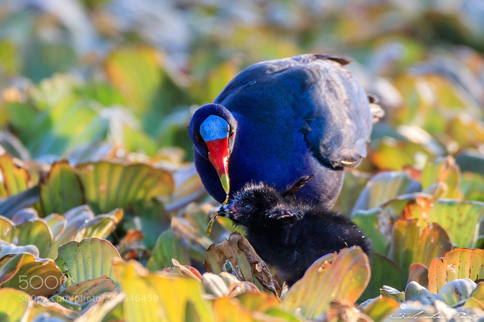 Canon EOS-1D X Mark II sample photo. Mg photography
