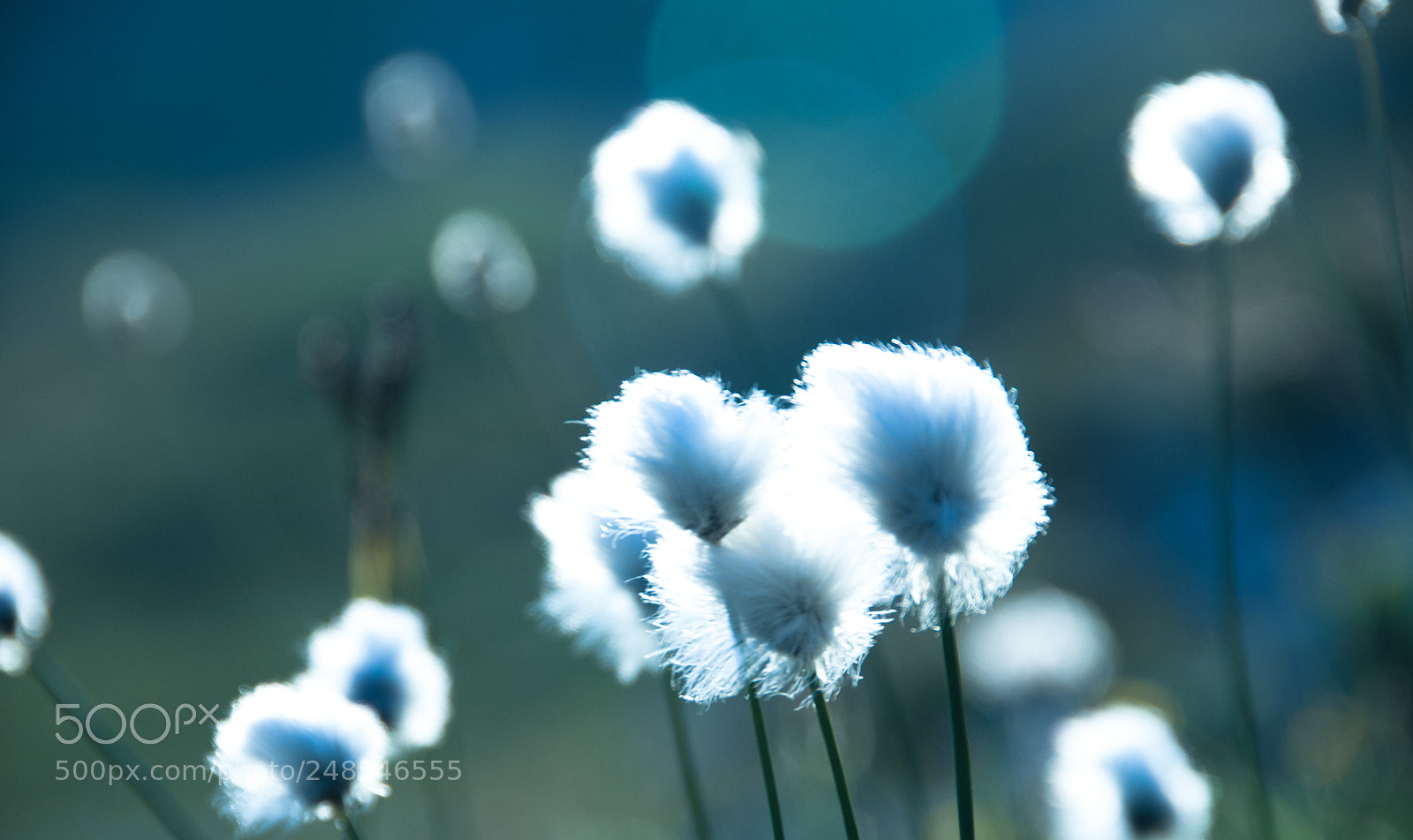 Nikon D200 sample photo. Flower photography