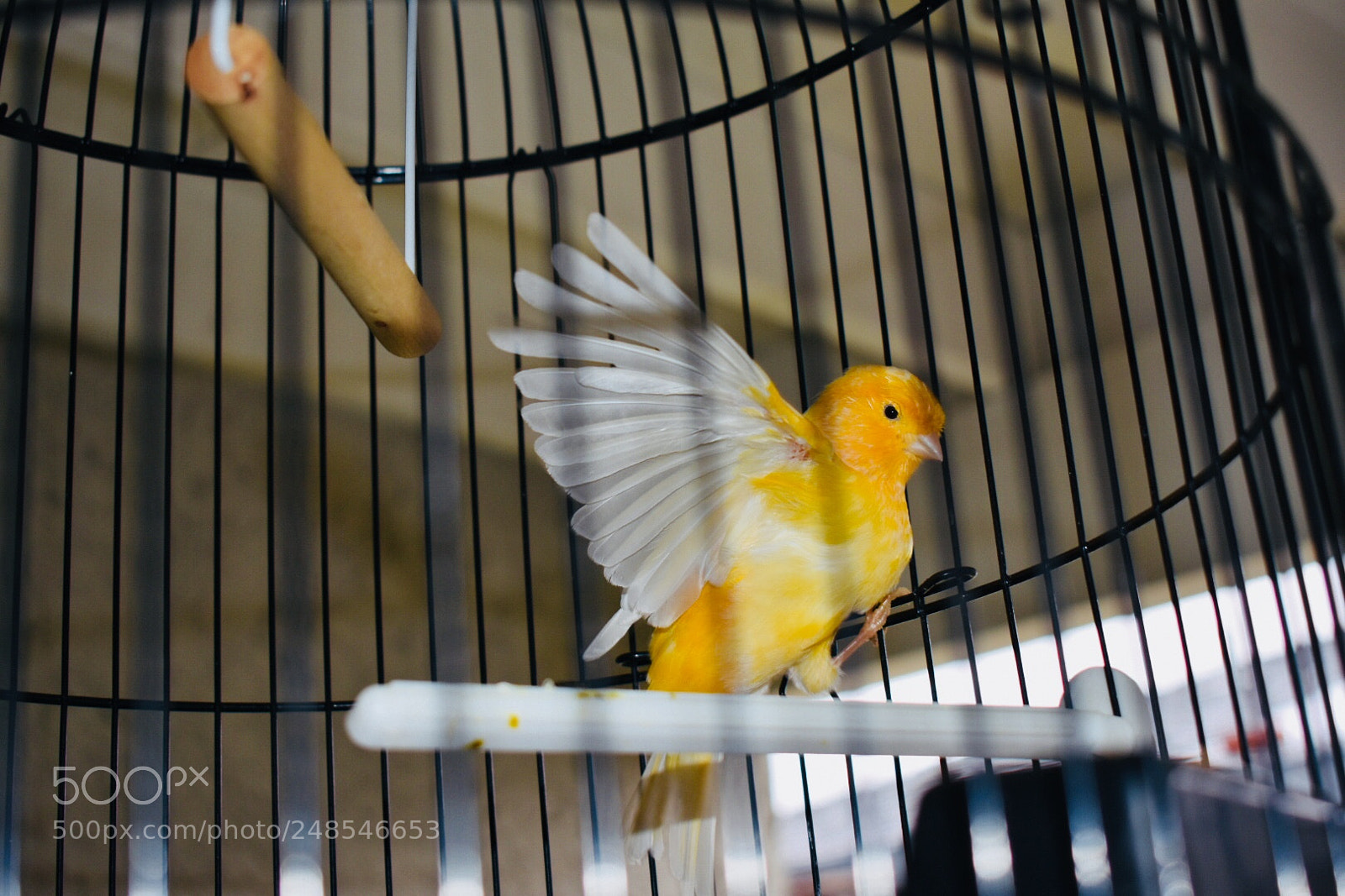 Nikon D3400 sample photo. Tell me more bird photography
