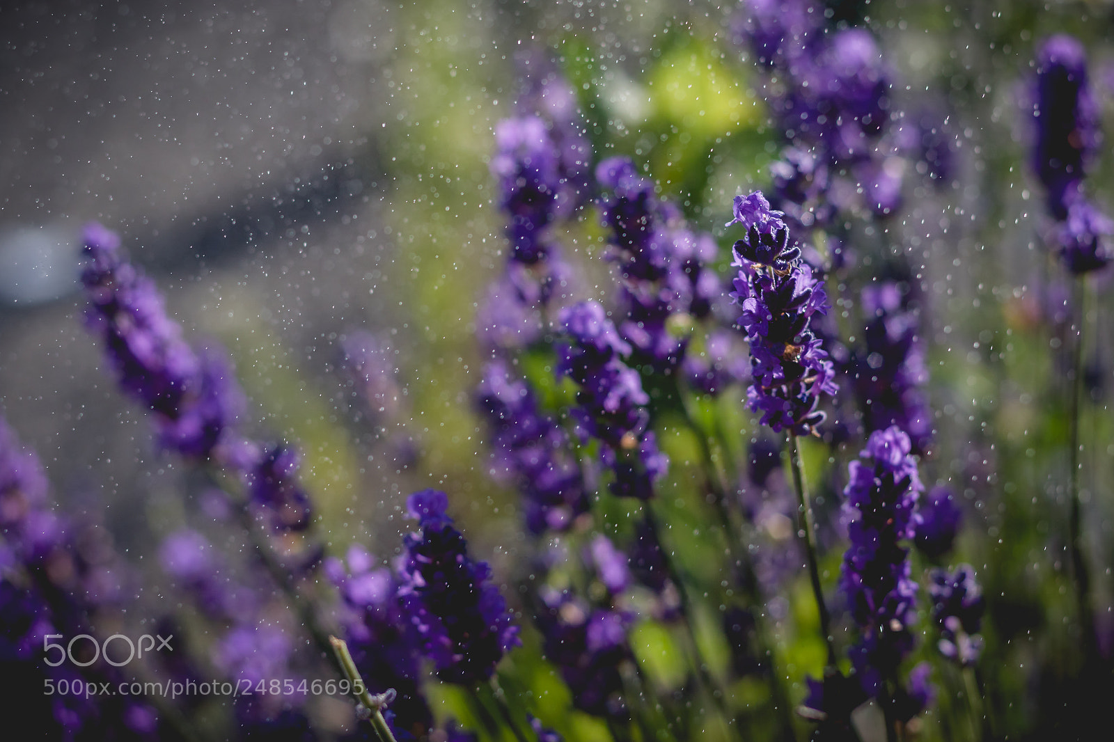 Canon EOS 7D Mark II sample photo. Summer rain photography