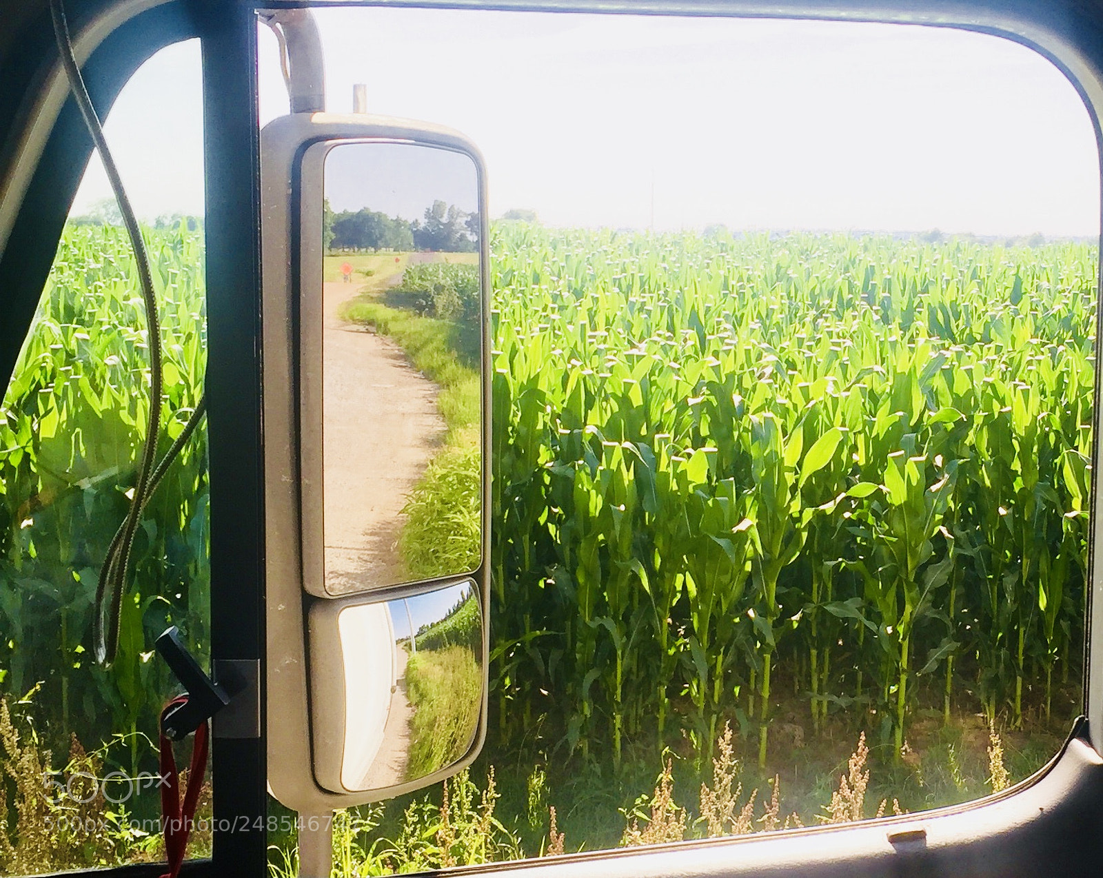 Apple iPhone 6 sample photo. Corn field view from photography