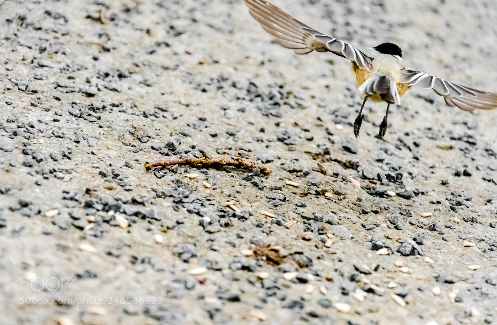 Nikon D7500 sample photo. Black capped chickadee photography