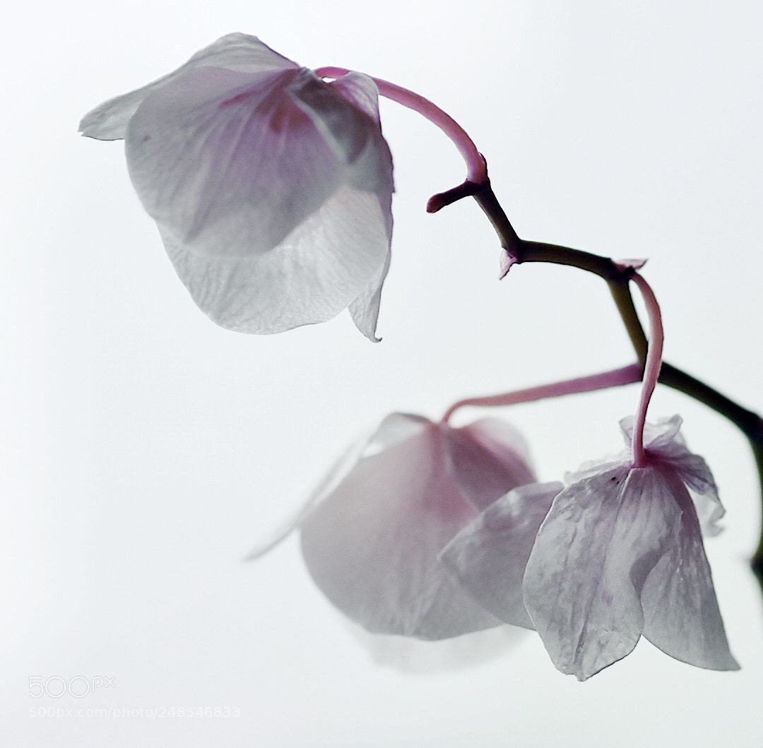 Nikon D5600 sample photo. Purple orchid photography