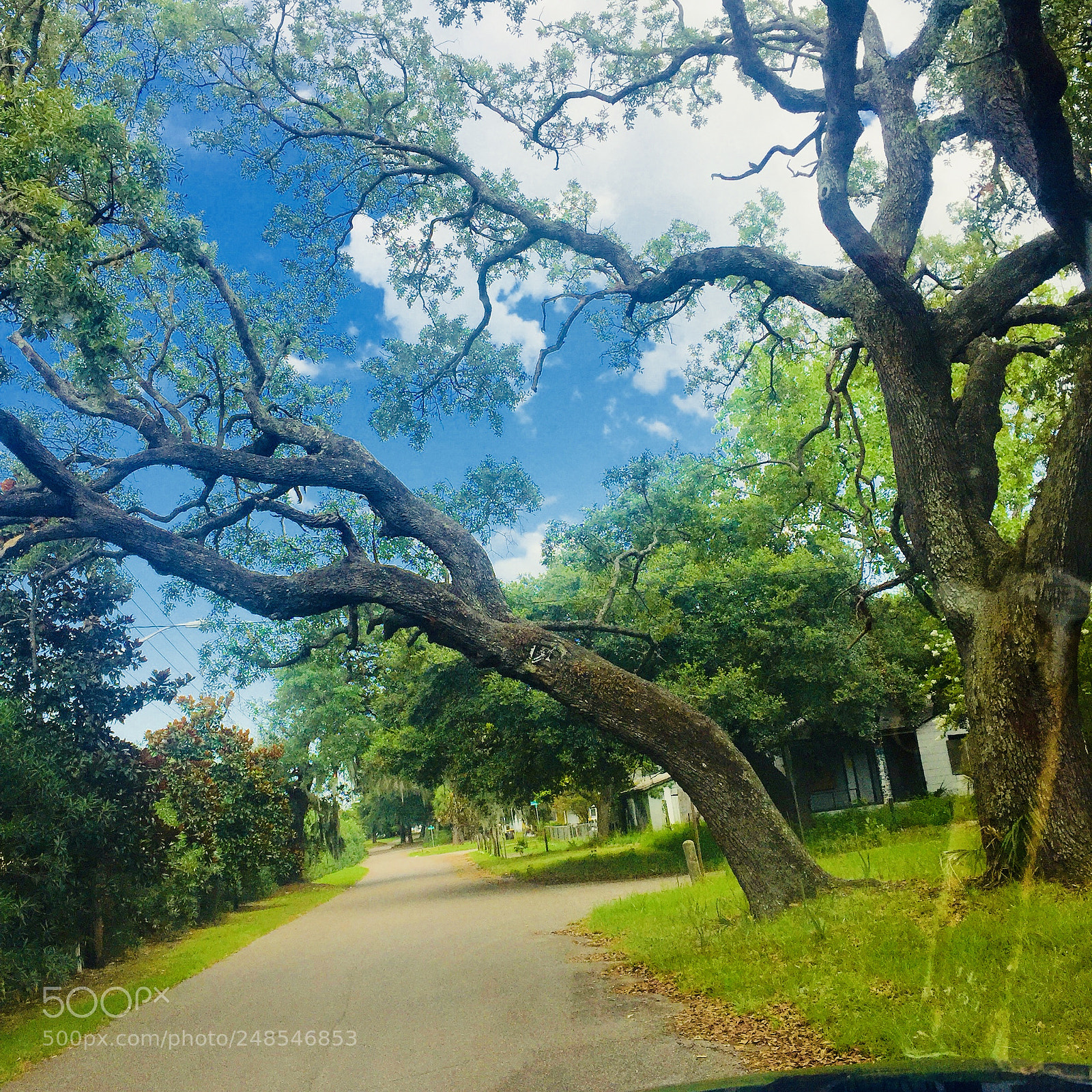 Apple iPhone 6 sample photo. Big trees photography