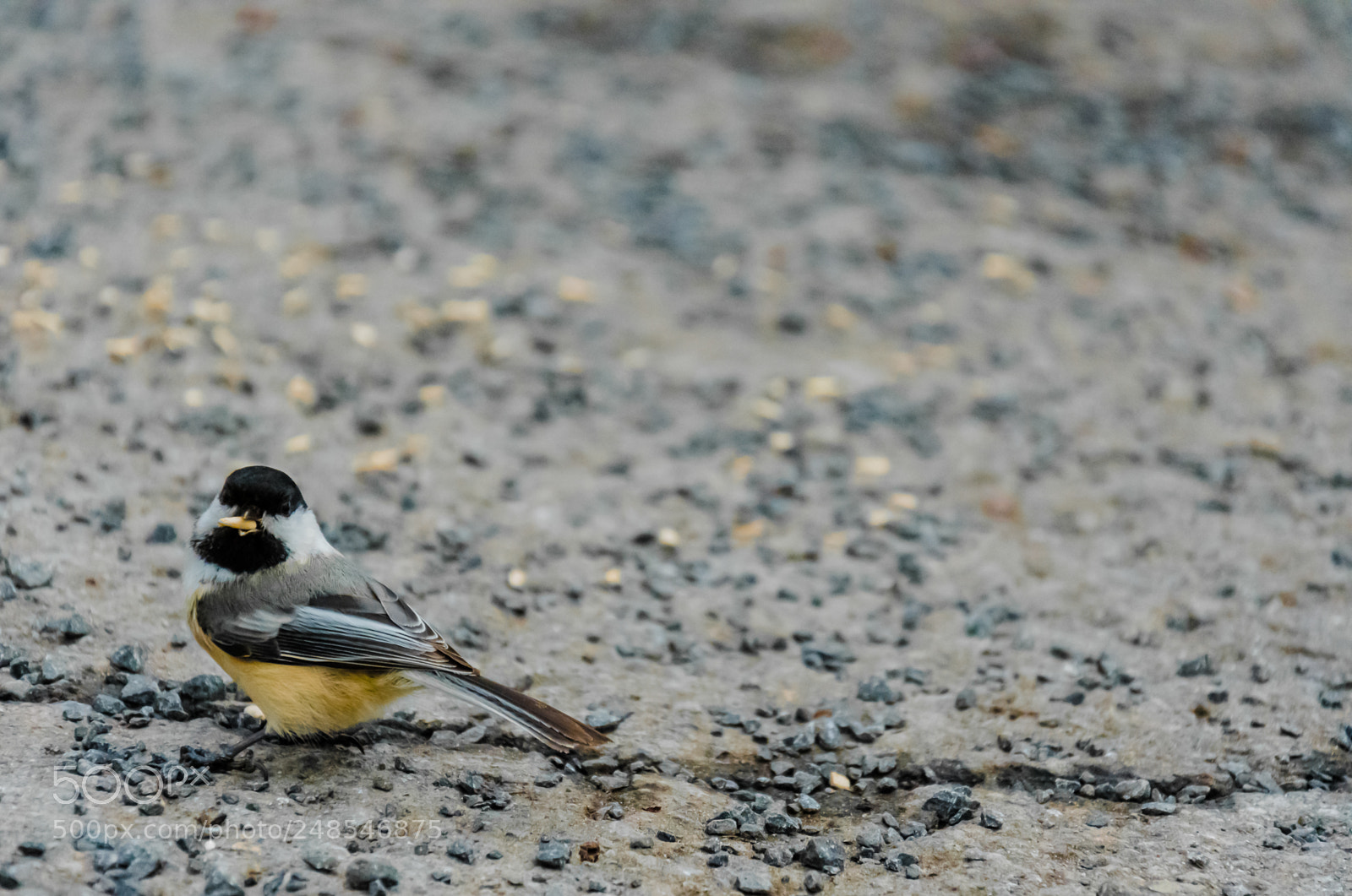 Nikon D7500 sample photo. Black capped chickadee photography