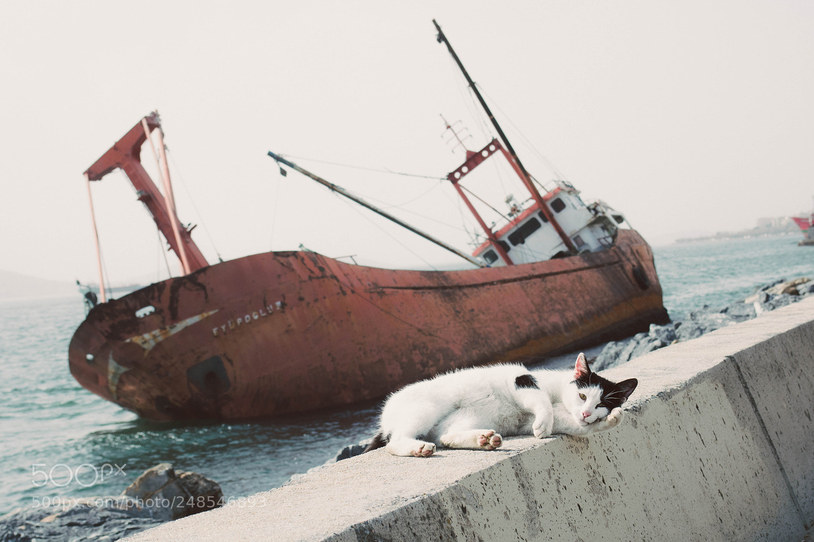 Nikon D7100 sample photo. Cat and ship photography