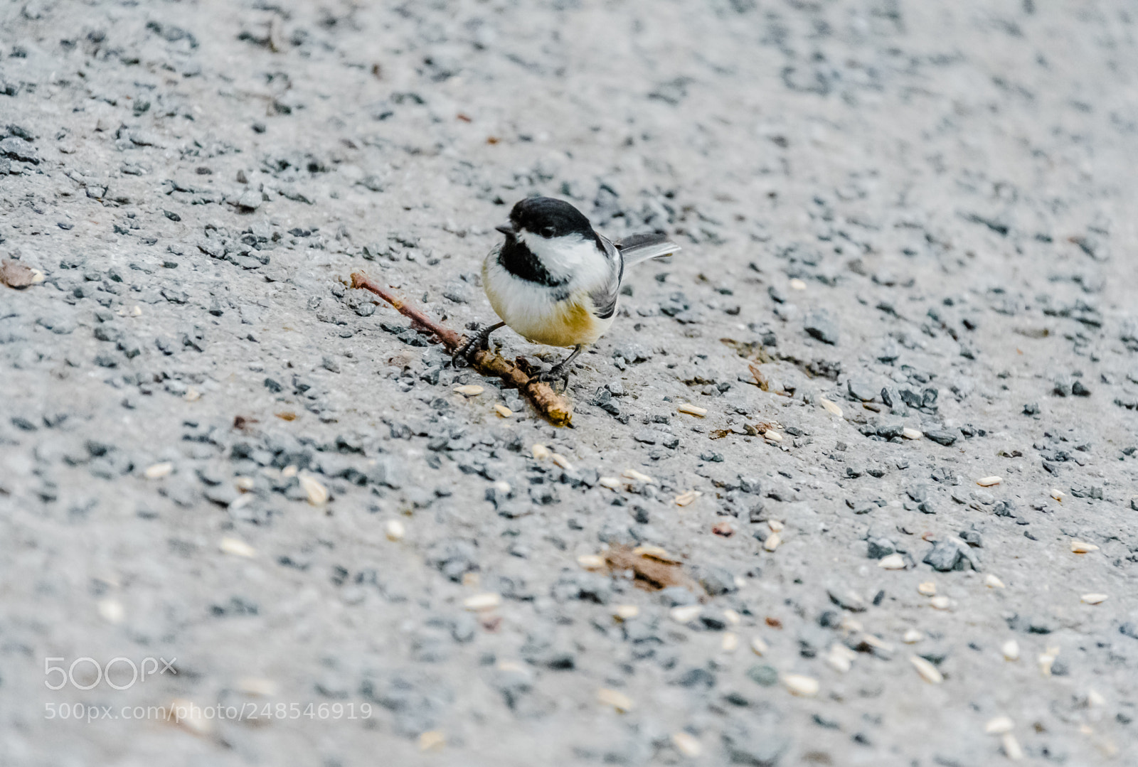 Nikon D7500 sample photo. Black capped chickadee photography