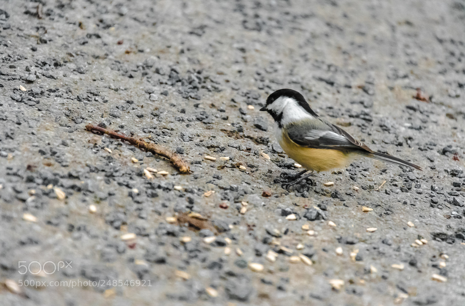 Nikon D7500 sample photo. Black capped chickadee photography
