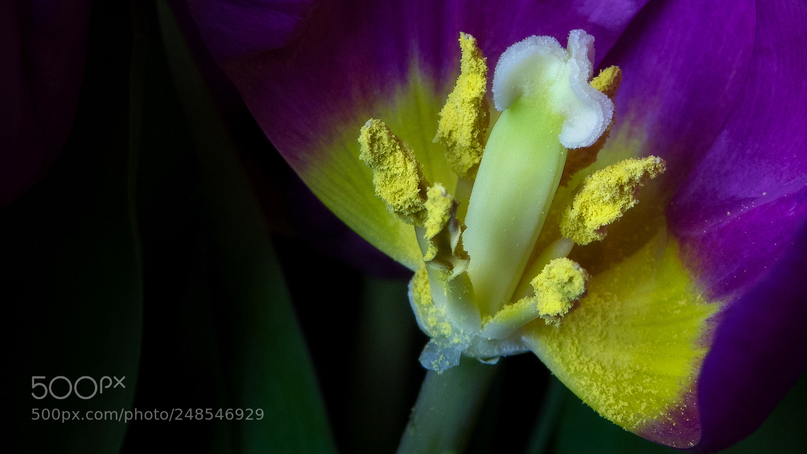 Sony Cyber-shot DSC-RX10 III sample photo. Tulipa photography