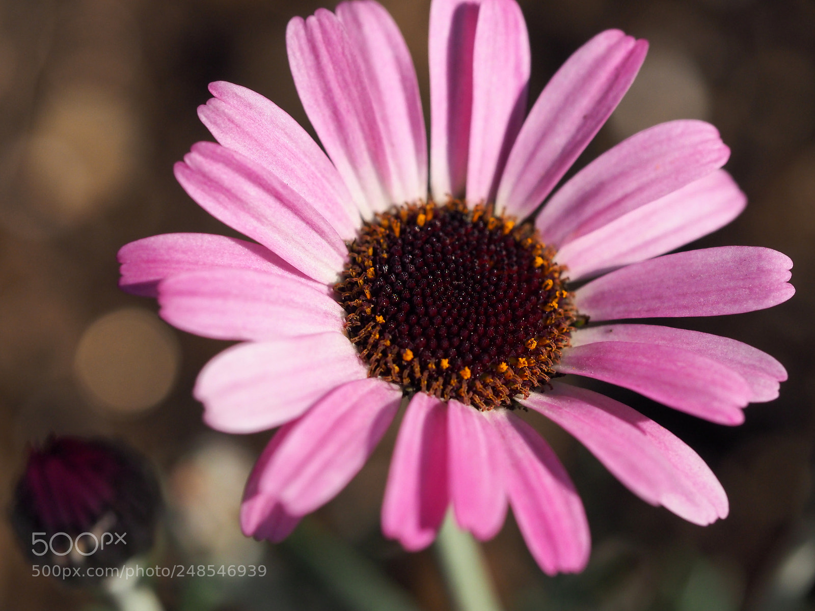 Olympus OM-D E-M1 sample photo. Sunrise flower bed photography