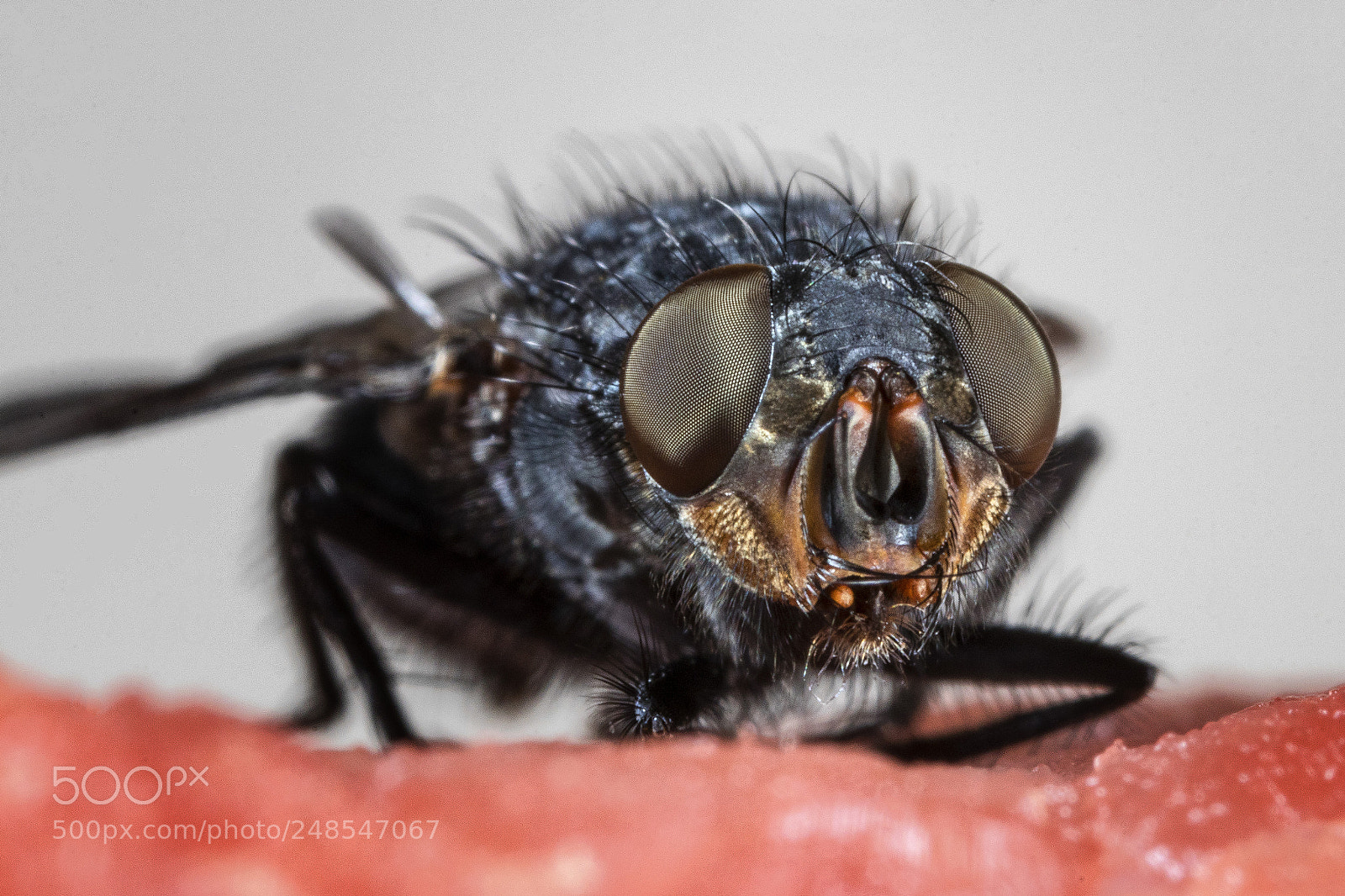 Canon EOS 80D sample photo. Meat flies photography