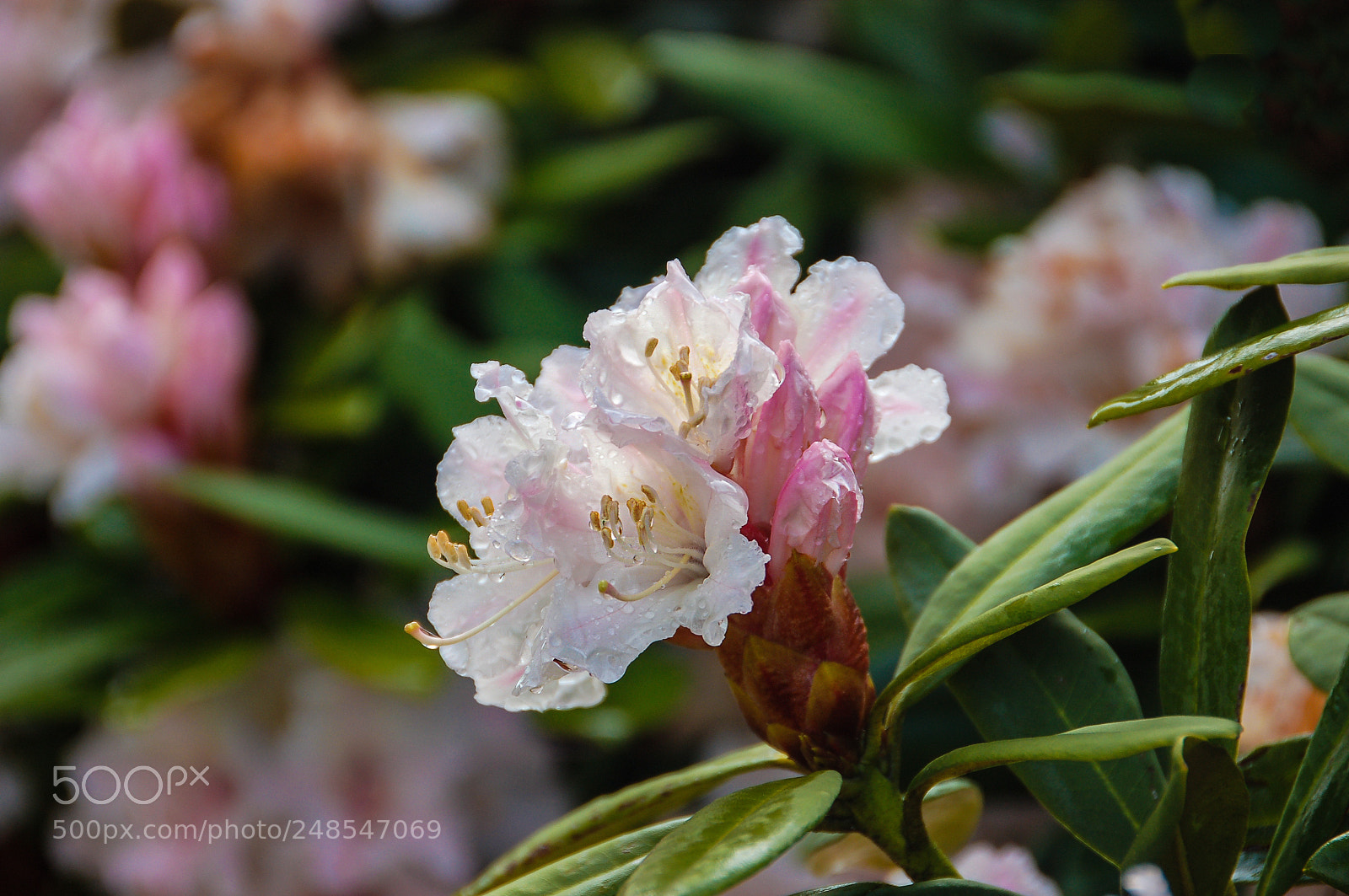 Nikon D50 sample photo. The rhododendron garden in photography