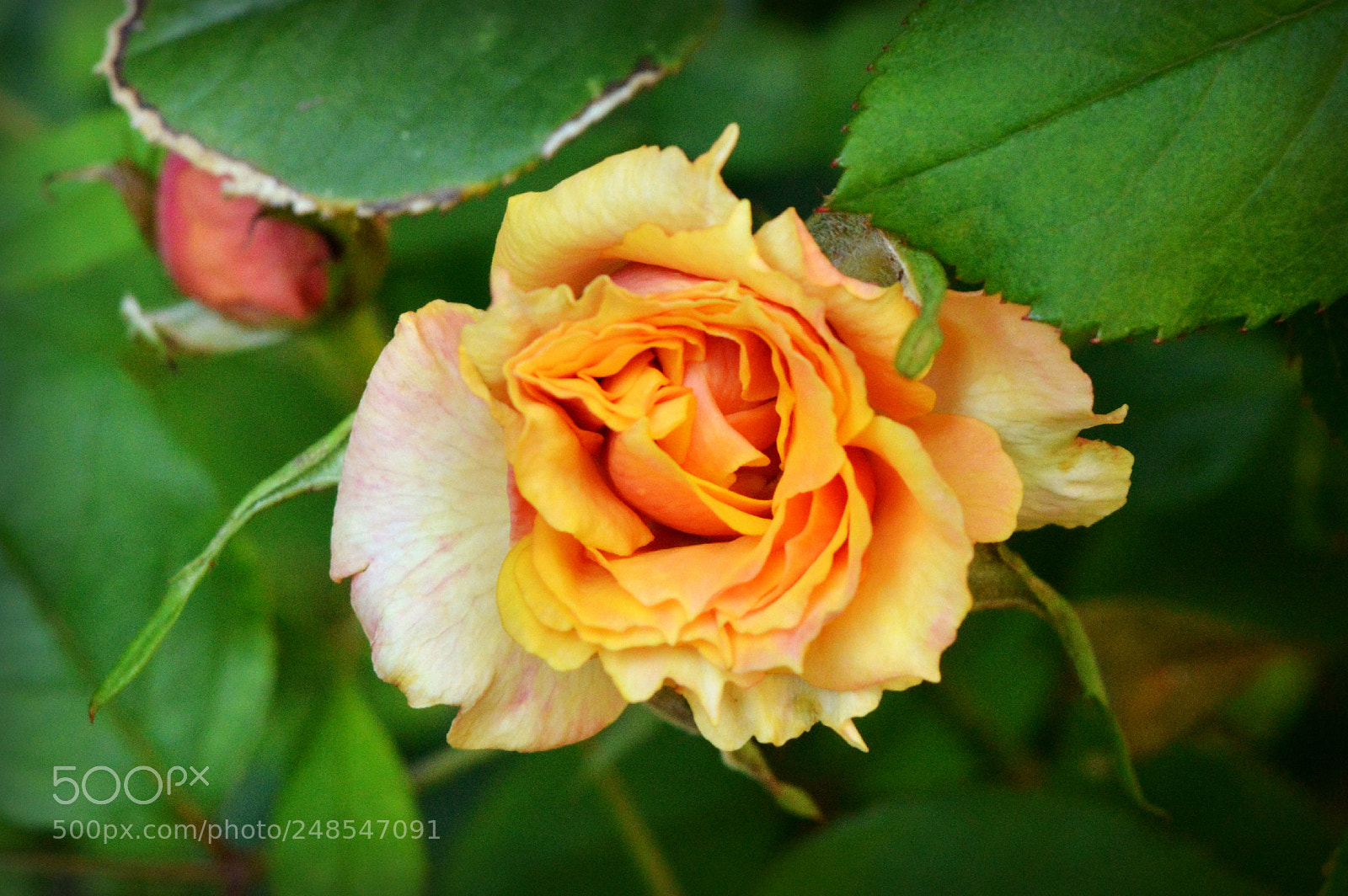 Nikon D3200 sample photo. Layers of love photography