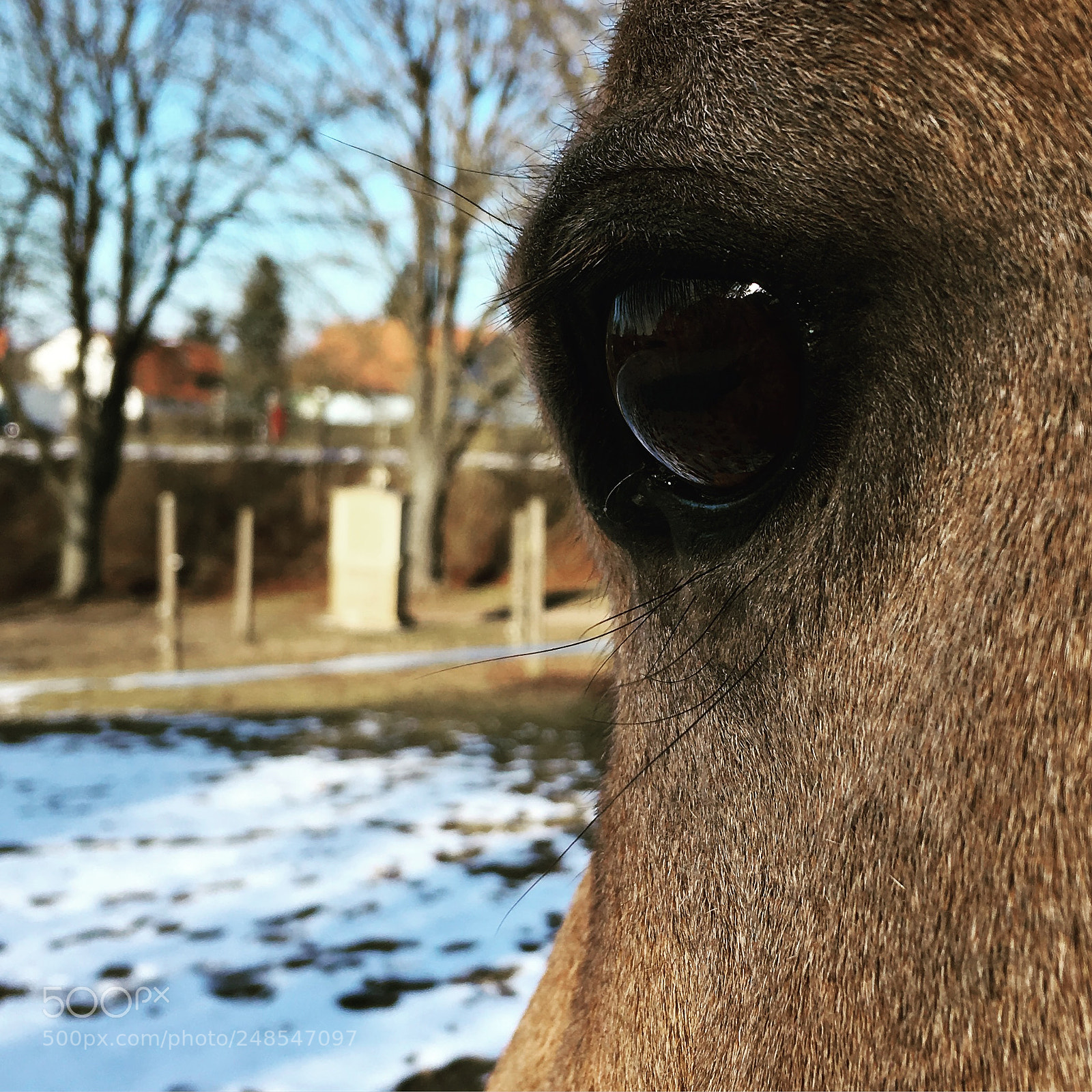 Apple iPhone SE sample photo. My horse ?❤️ photography