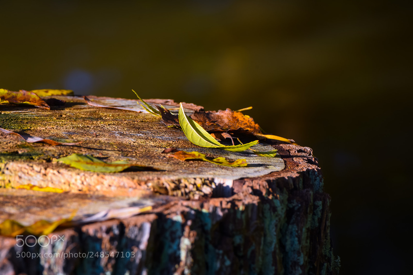 Nikon D7200 sample photo. Untitled photography