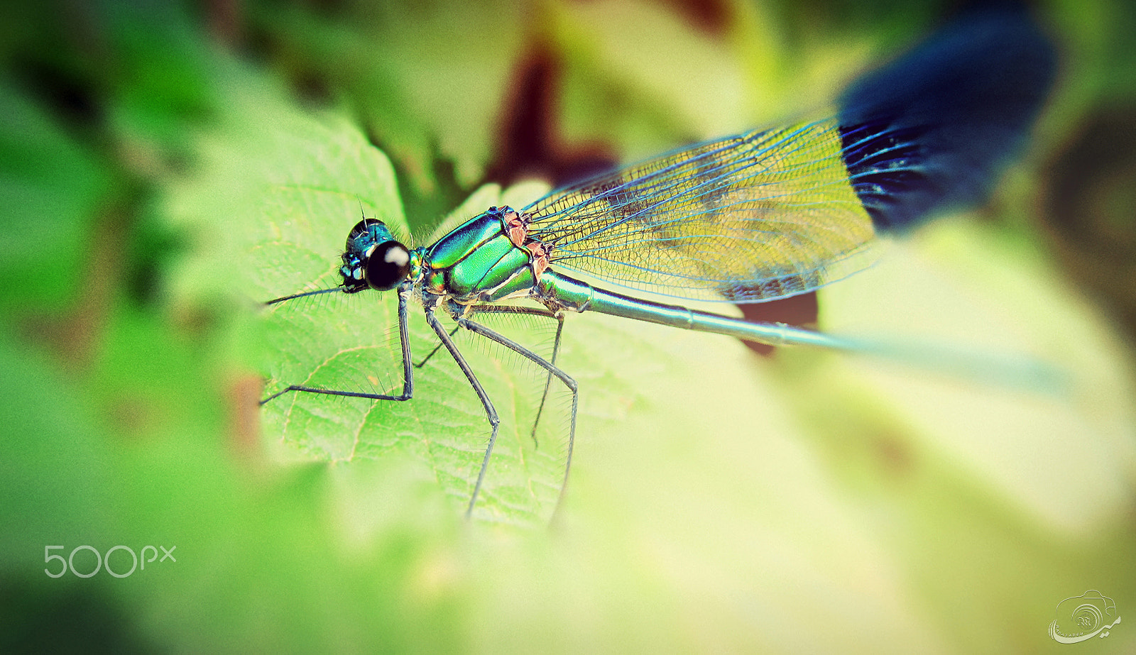 Canon PowerShot SX210 IS sample photo. Dragonfly photography