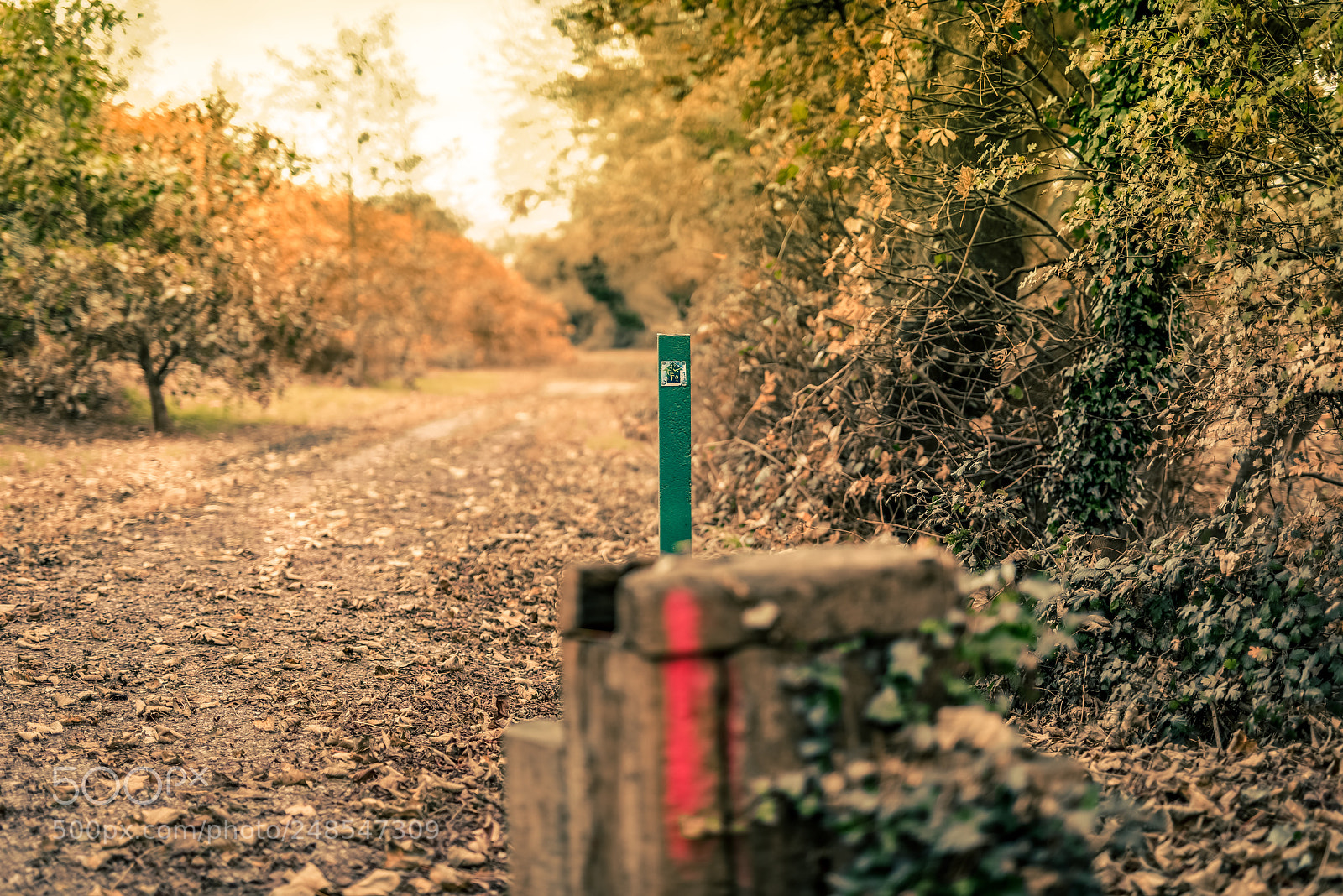 Nikon D810 sample photo. River feale walk photography