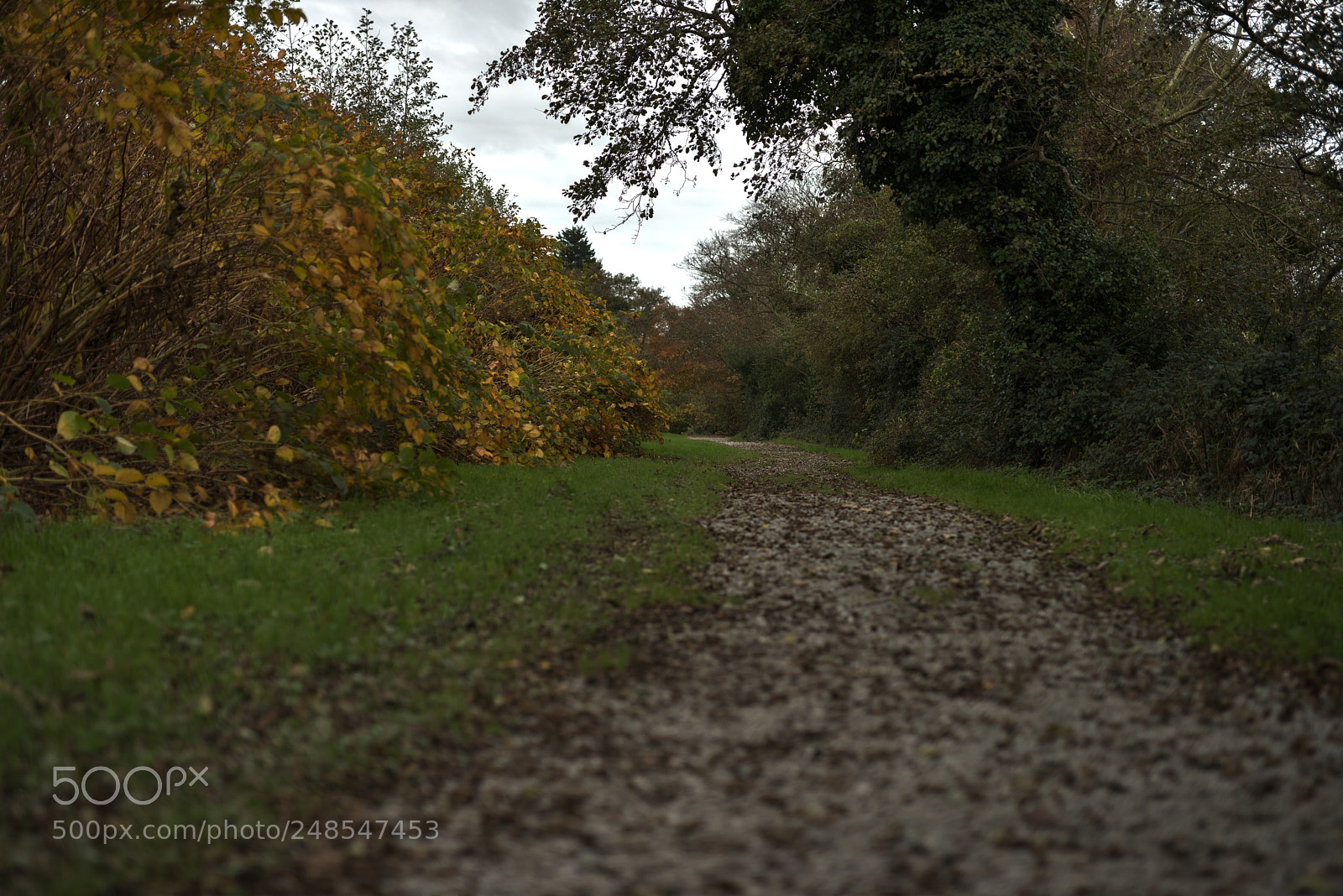 Nikon D810 sample photo. River walk 2 photography