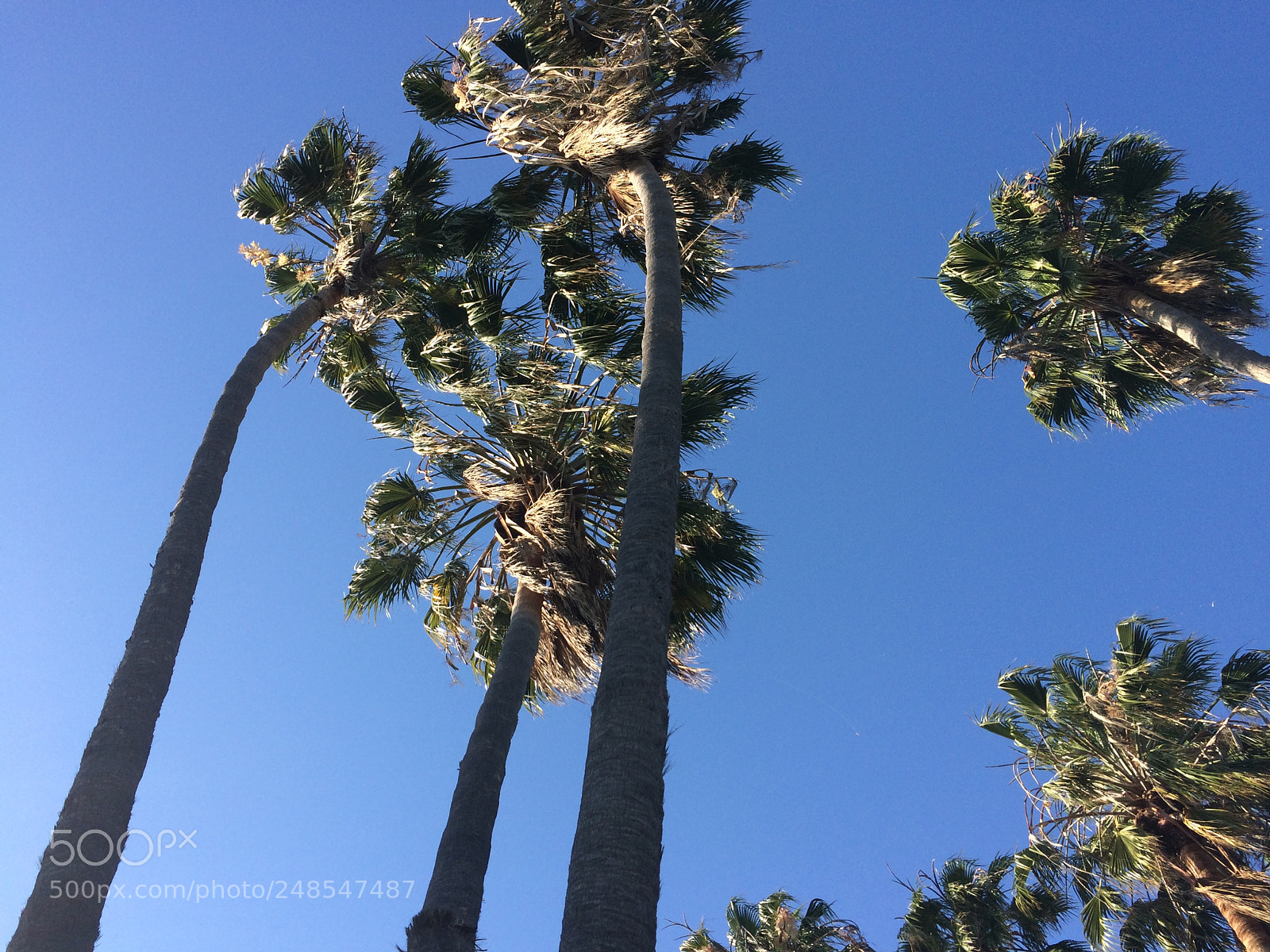 Apple iPhone 5s sample photo. Palms in the sun photography