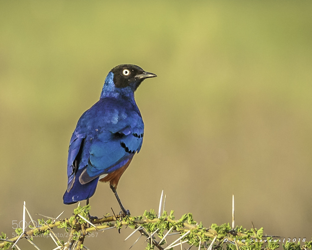 Canon EOS-1D X sample photo. Superb starling (lamprotornis superbus) photography